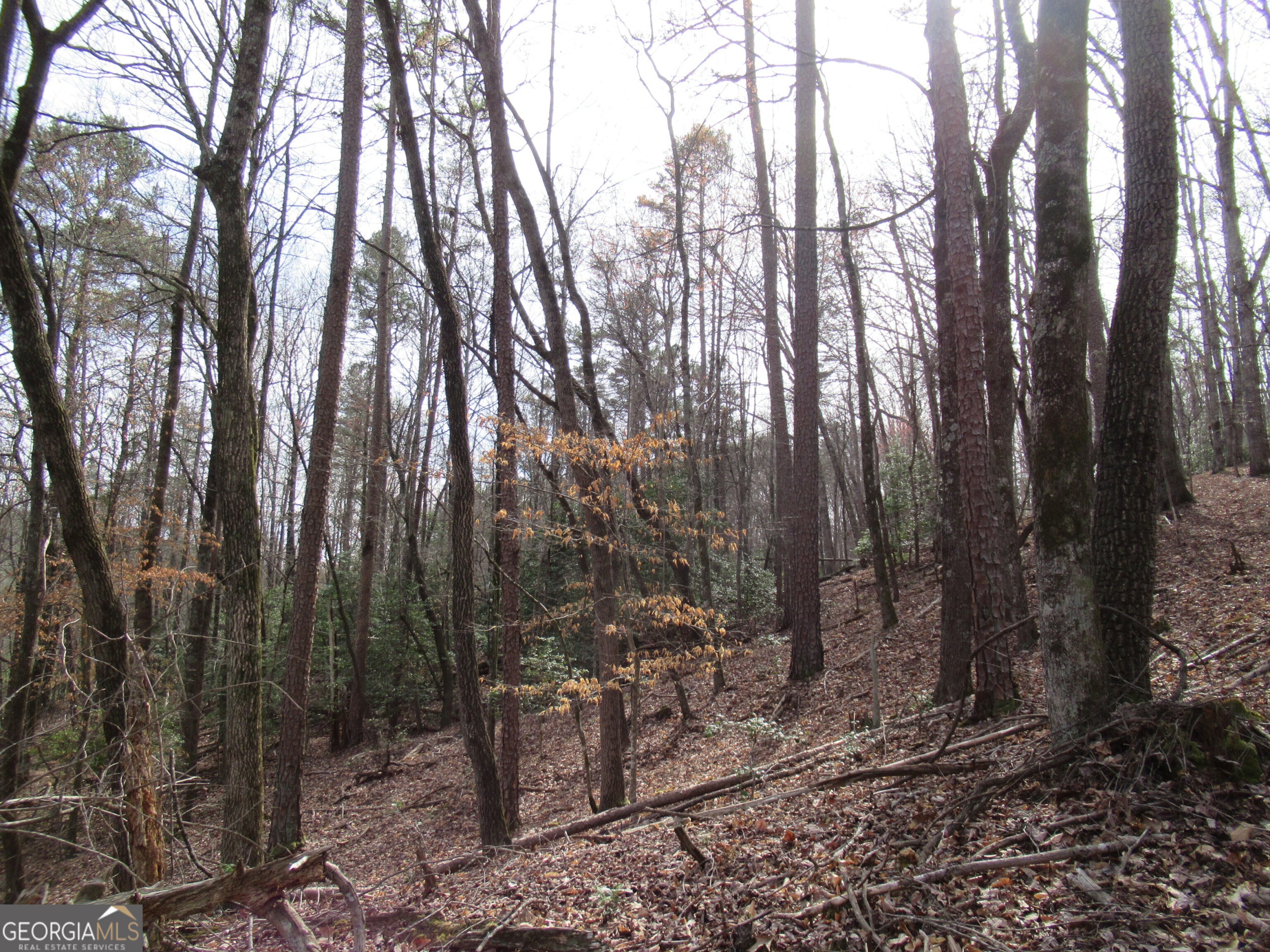 0 Long Branch Road Property Photo 4