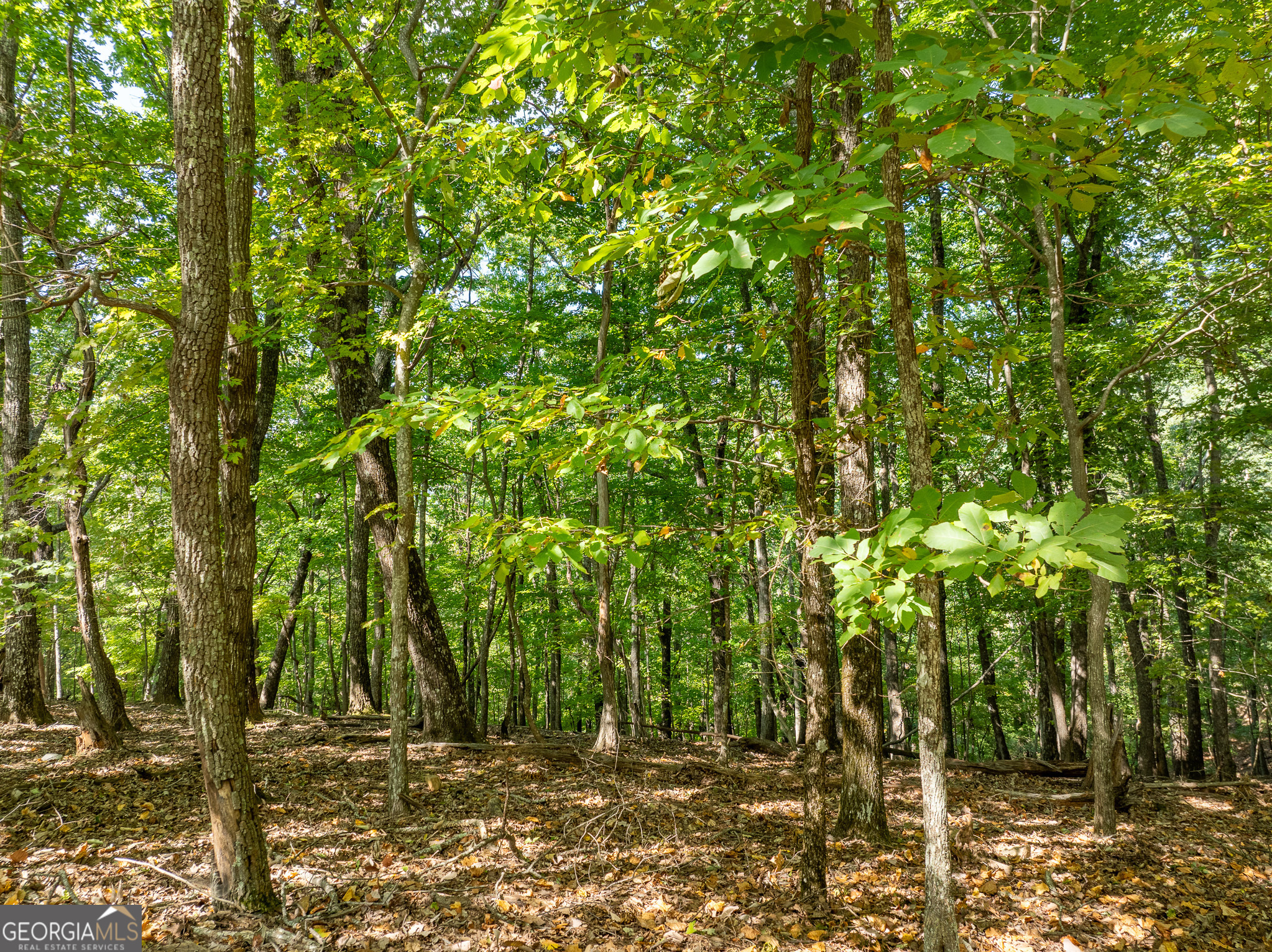 4406 Bee Tree Ridge Court Property Photo 3