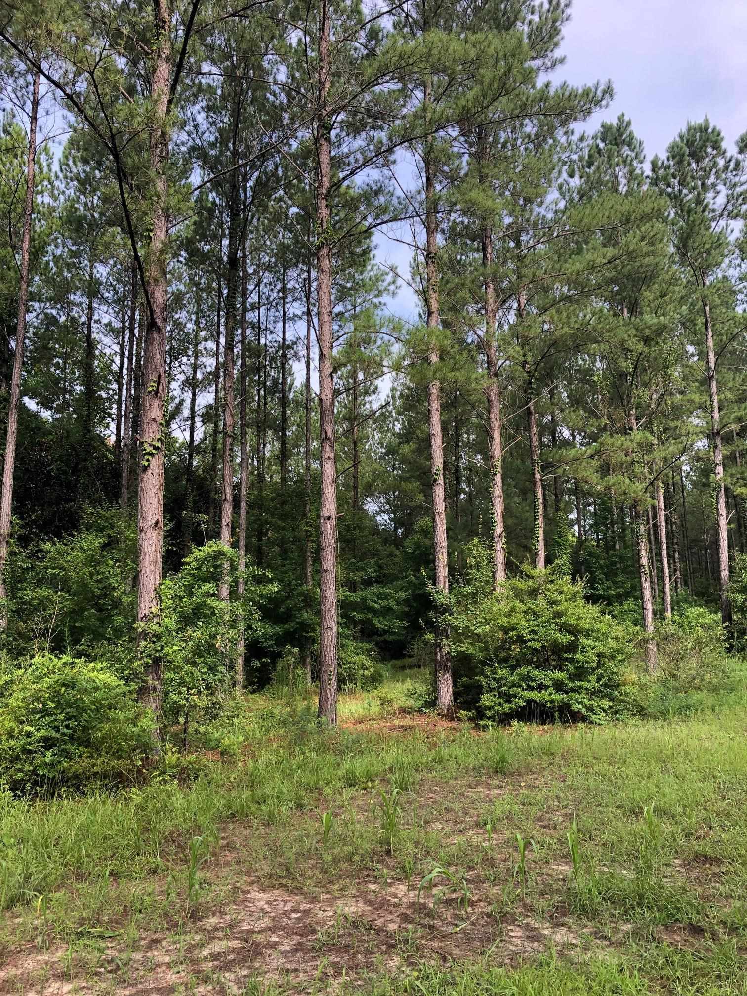 0 Little Sandy Road Property Photo