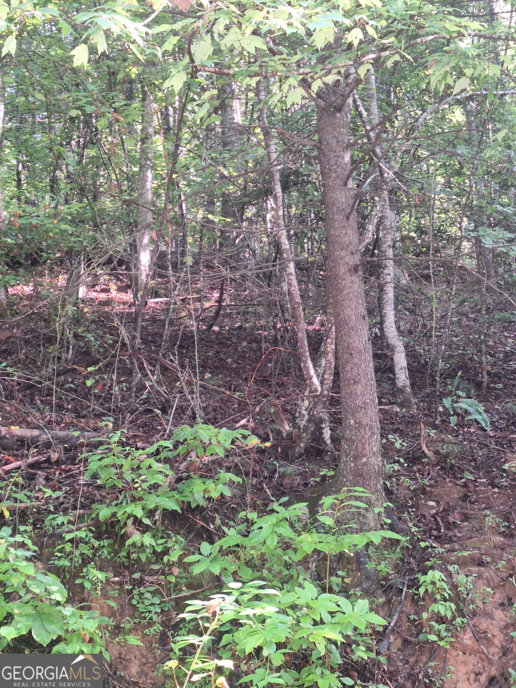 0 Coopers Creek Road Property Photo 1