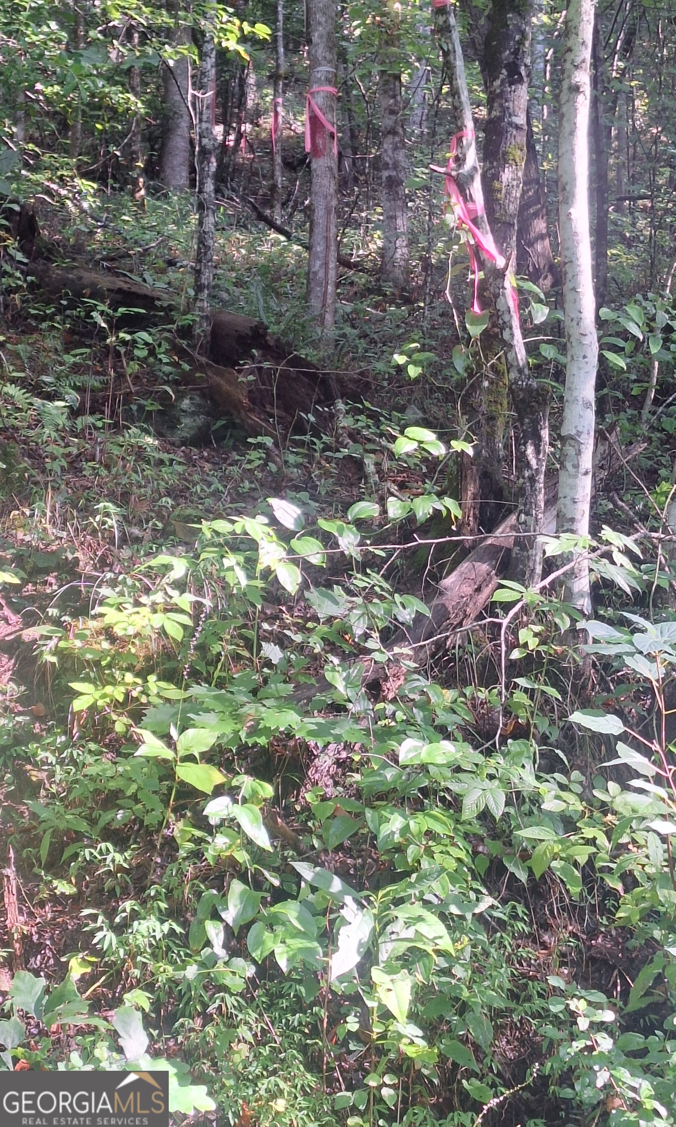 0 Coopers Creek Road Property Photo 2