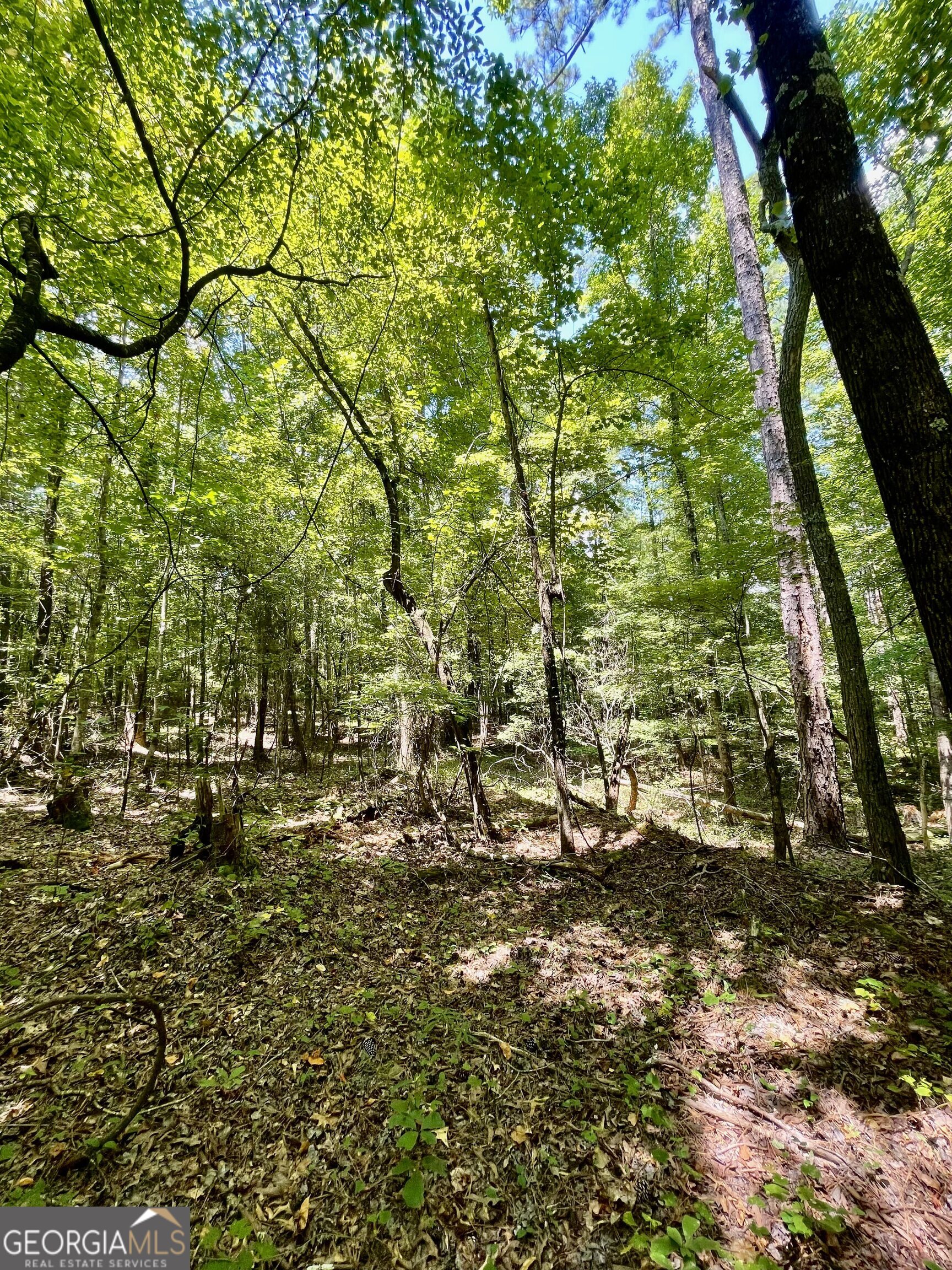 3961 Panola Road Property Photo 15