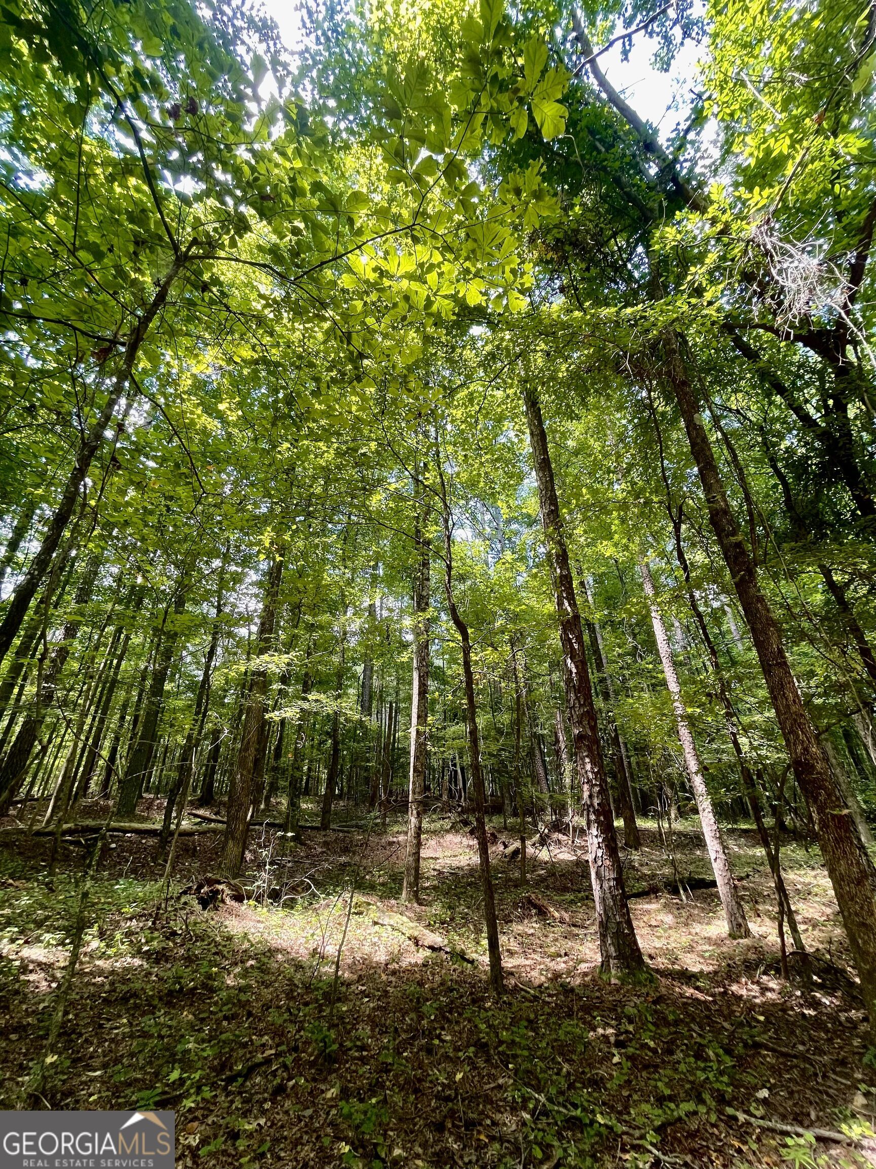 3961 Panola Road Property Photo 18