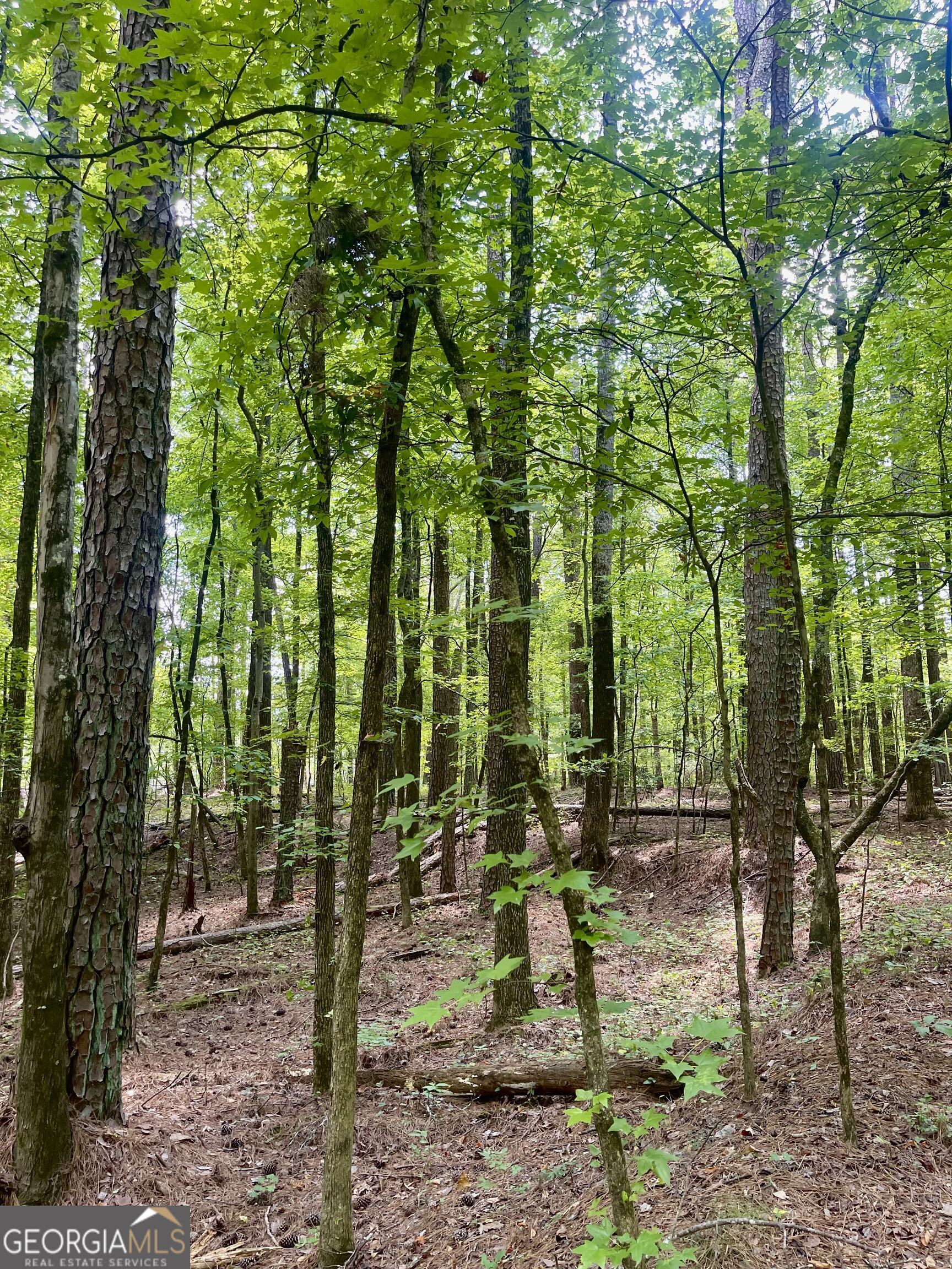 3961 Panola Road Property Photo 19