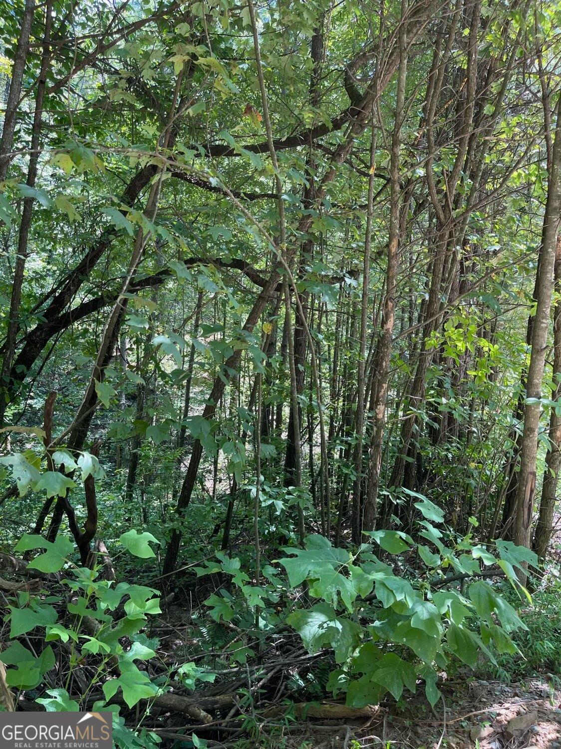 3.98 Acres Whitestone Drive Property Photo 2
