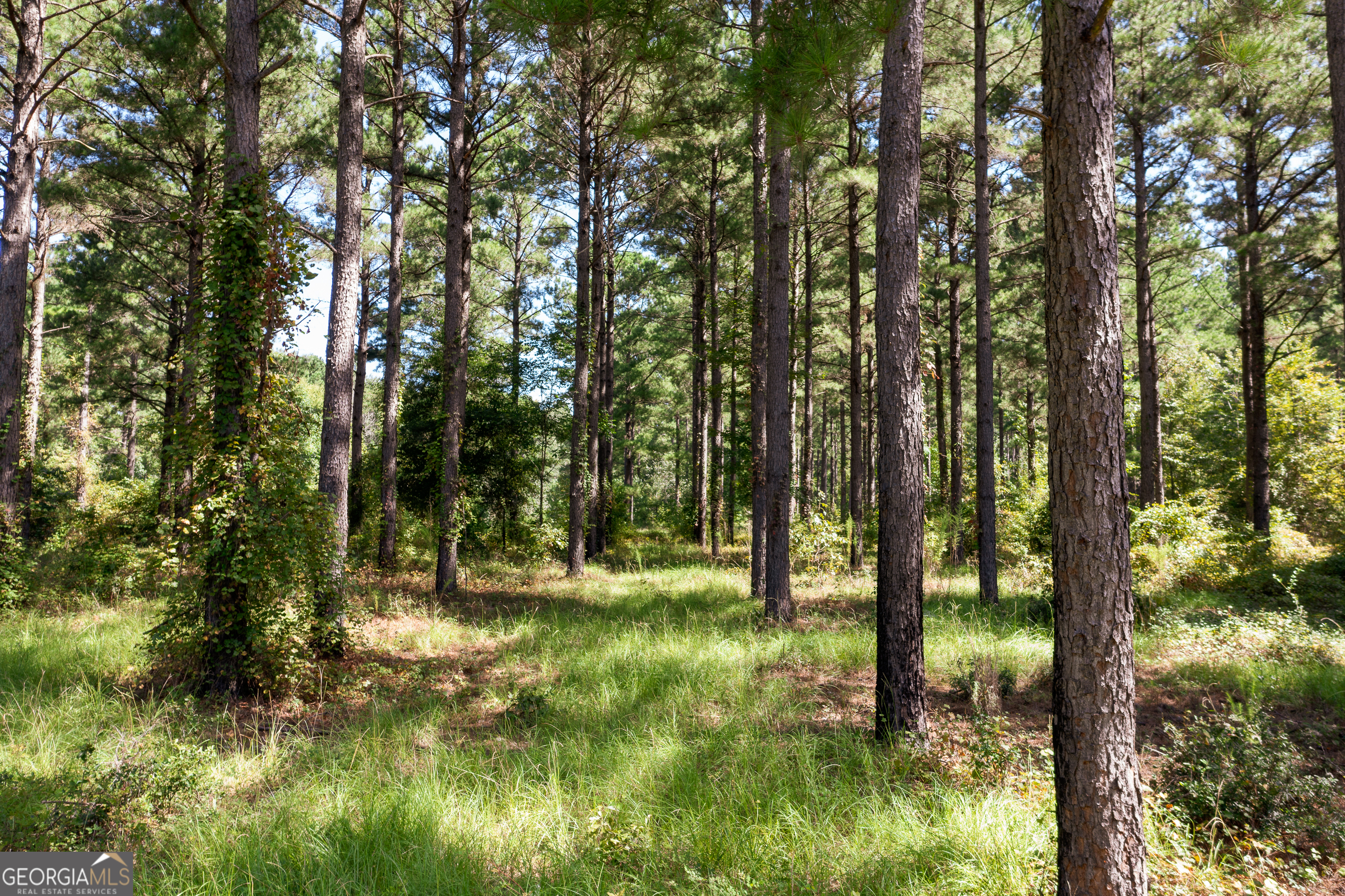 0 W Scootch Davis Road Property Photo 10
