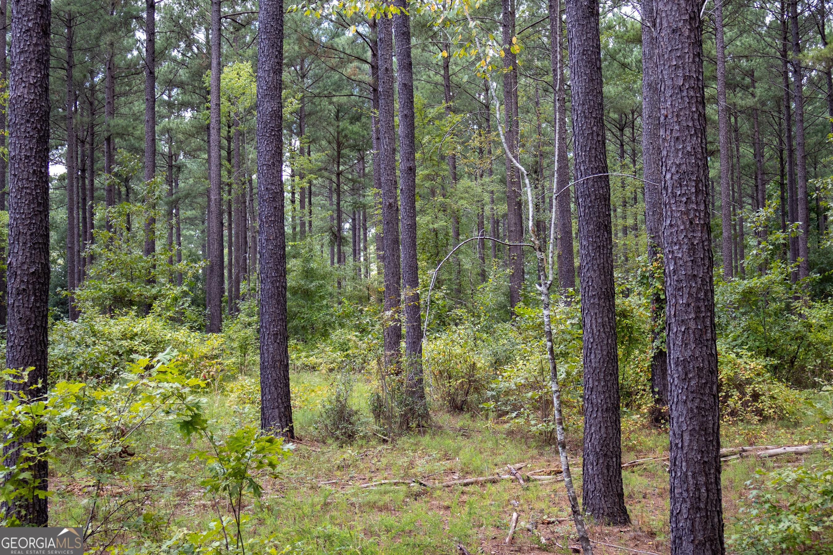 0 W Scootch Davis Road Property Photo 15