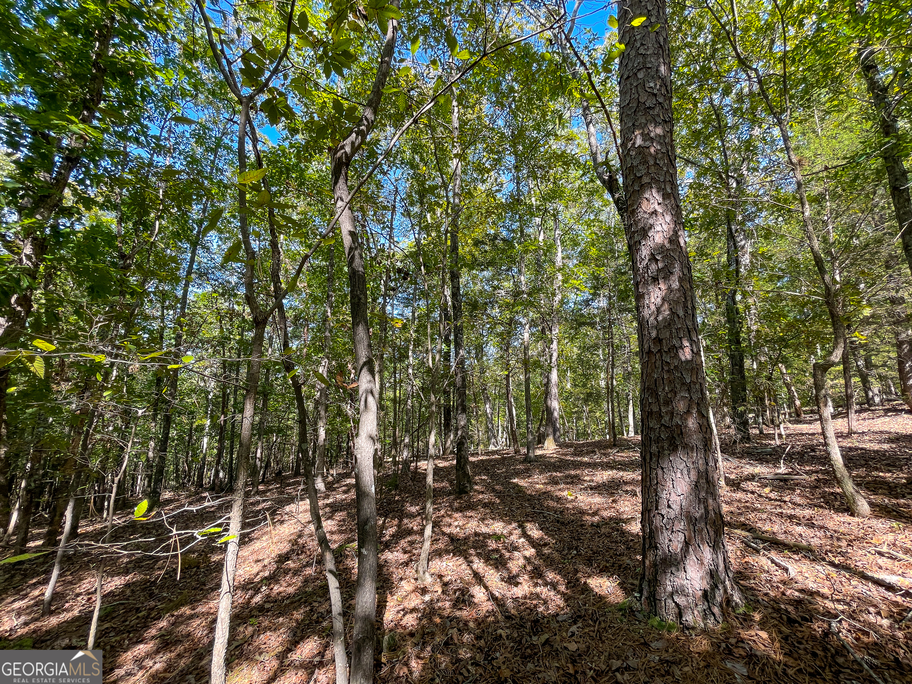 0 Webb Creek Road Property Photo 3