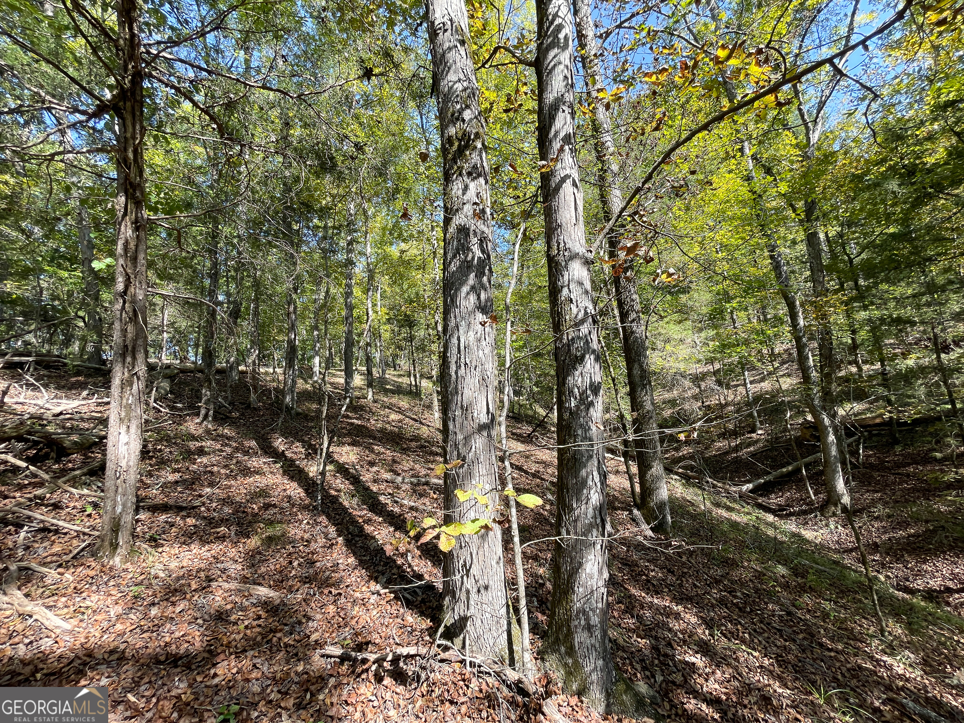 0 Webb Creek Road Property Photo 5