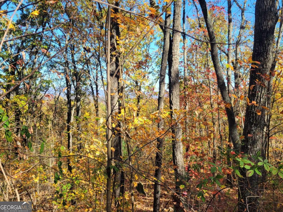 14 Ac Old Burnt Mountain Property Photo 6