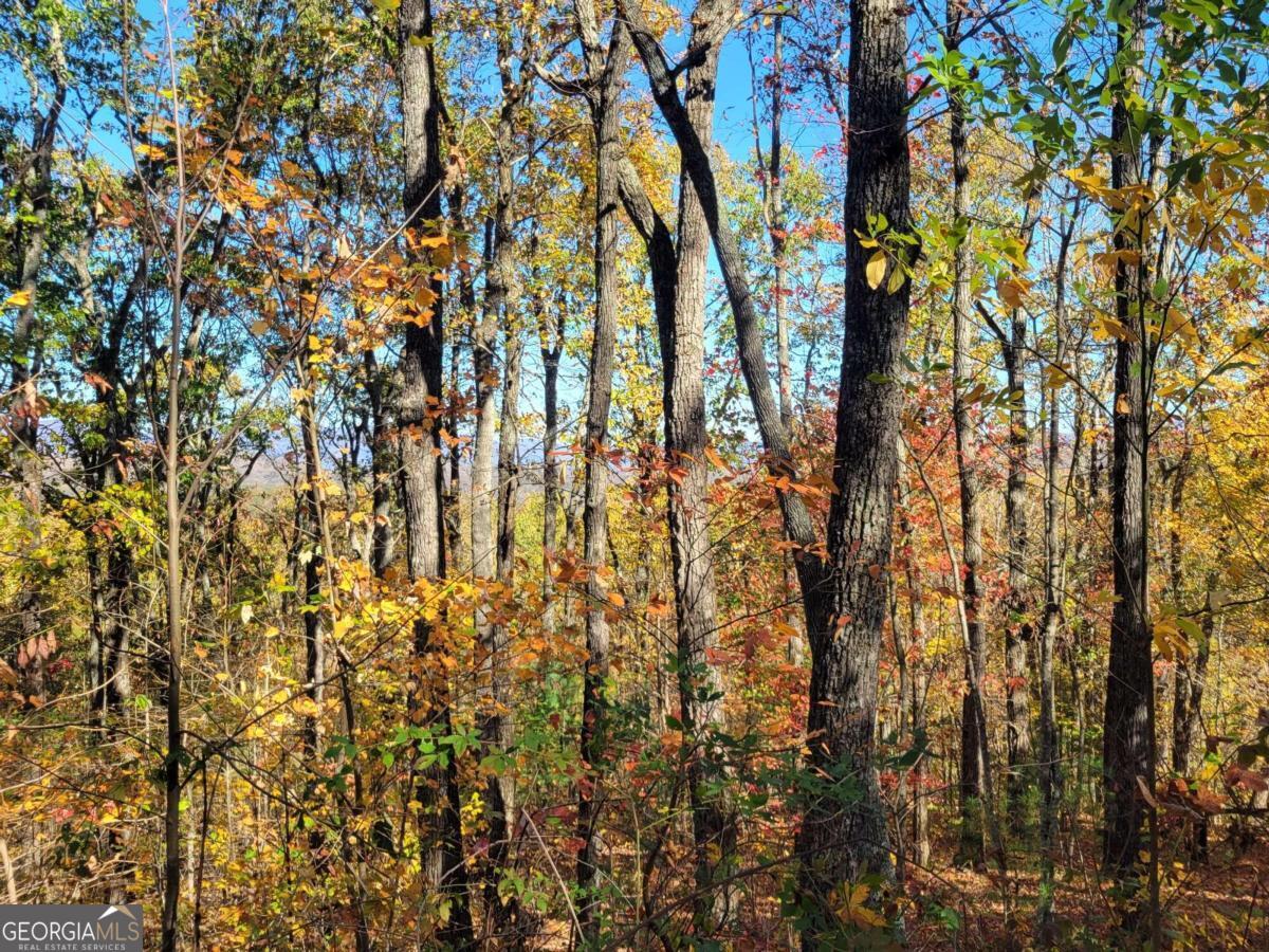 14 Ac Old Burnt Mountain Property Photo 8