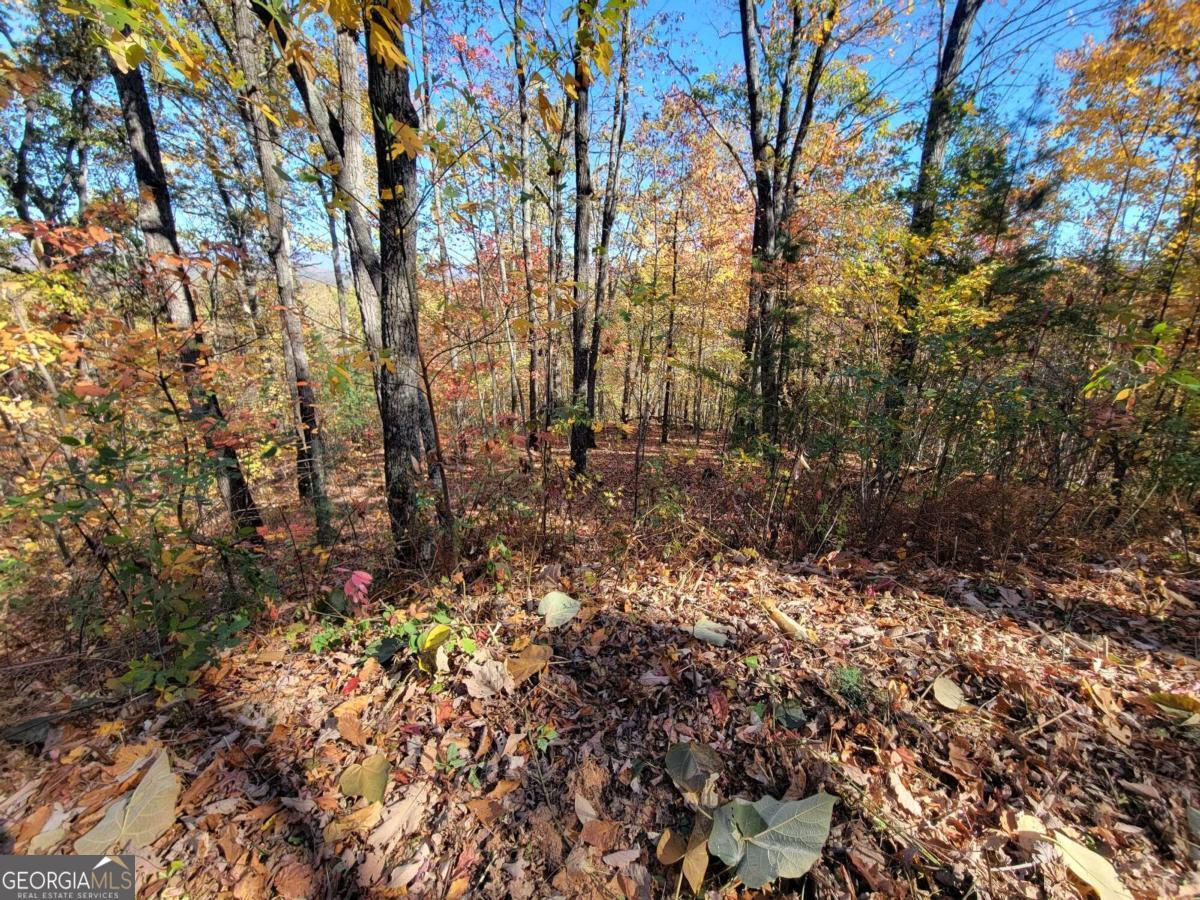 14 Ac Old Burnt Mountain Property Photo 9