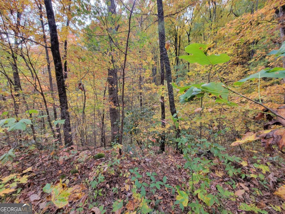 14 Ac Old Burnt Mountain Property Photo 20