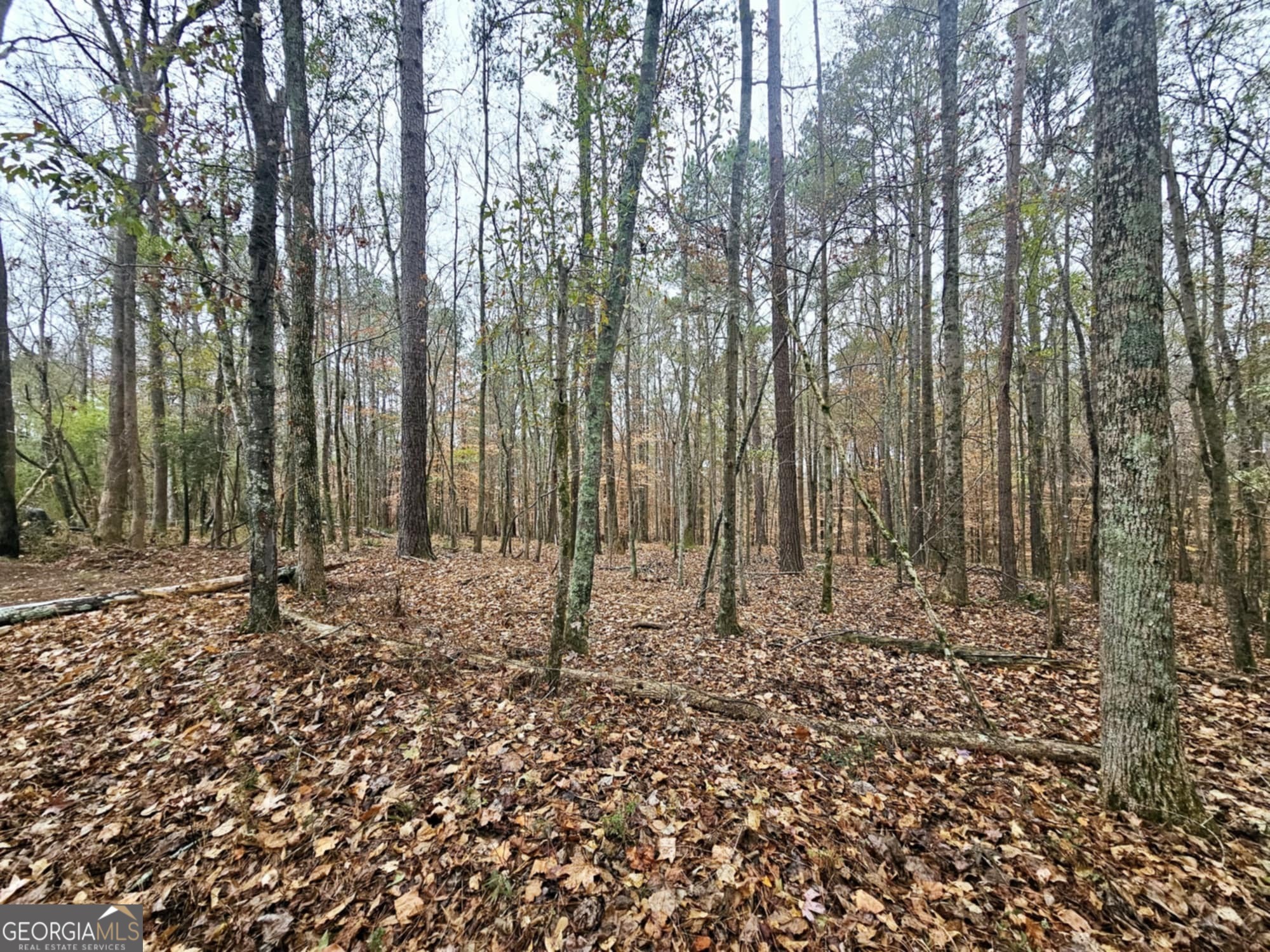 0 Dowdy Road Property Photo