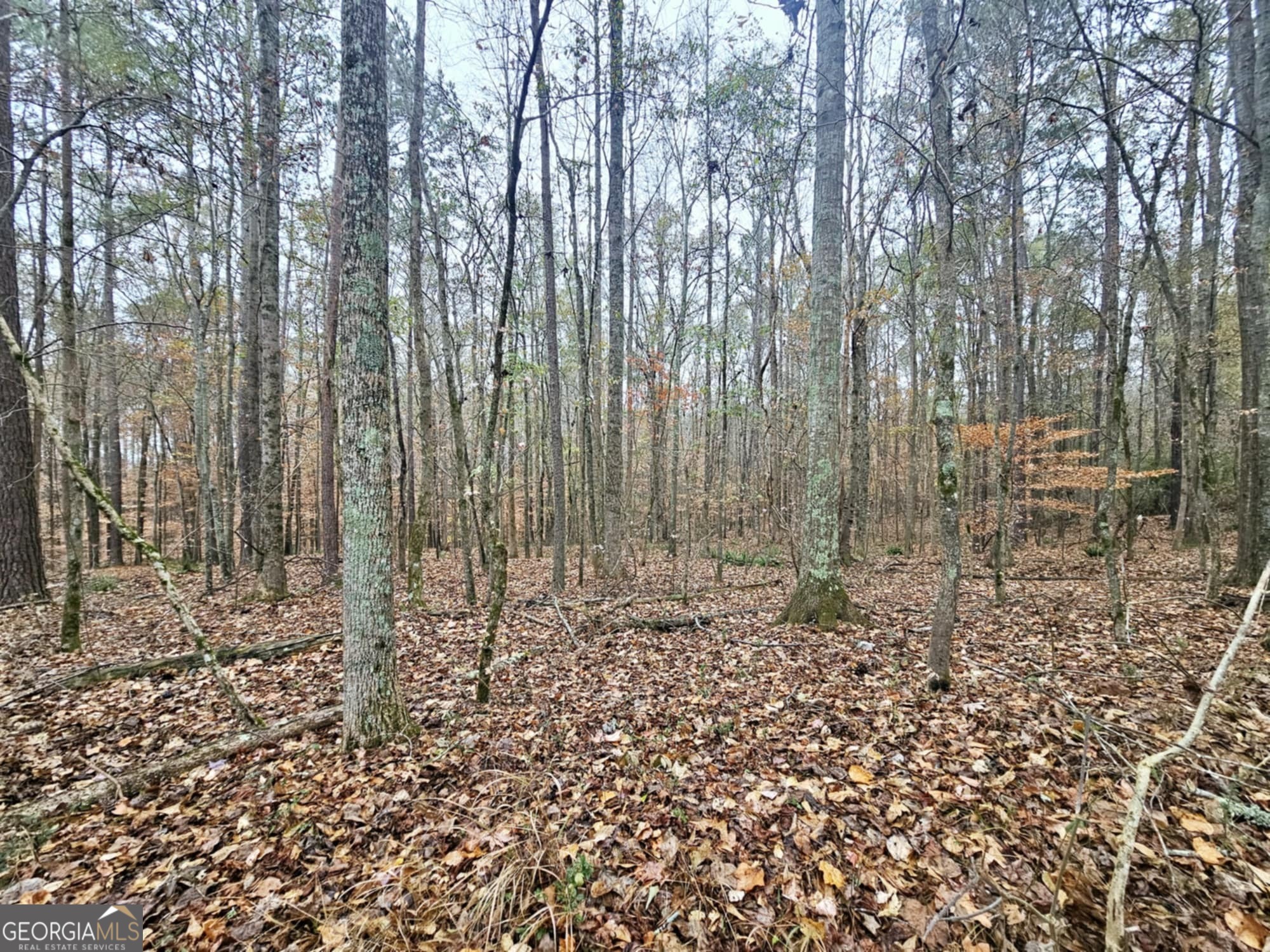 0 Dowdy Road Property Photo 2