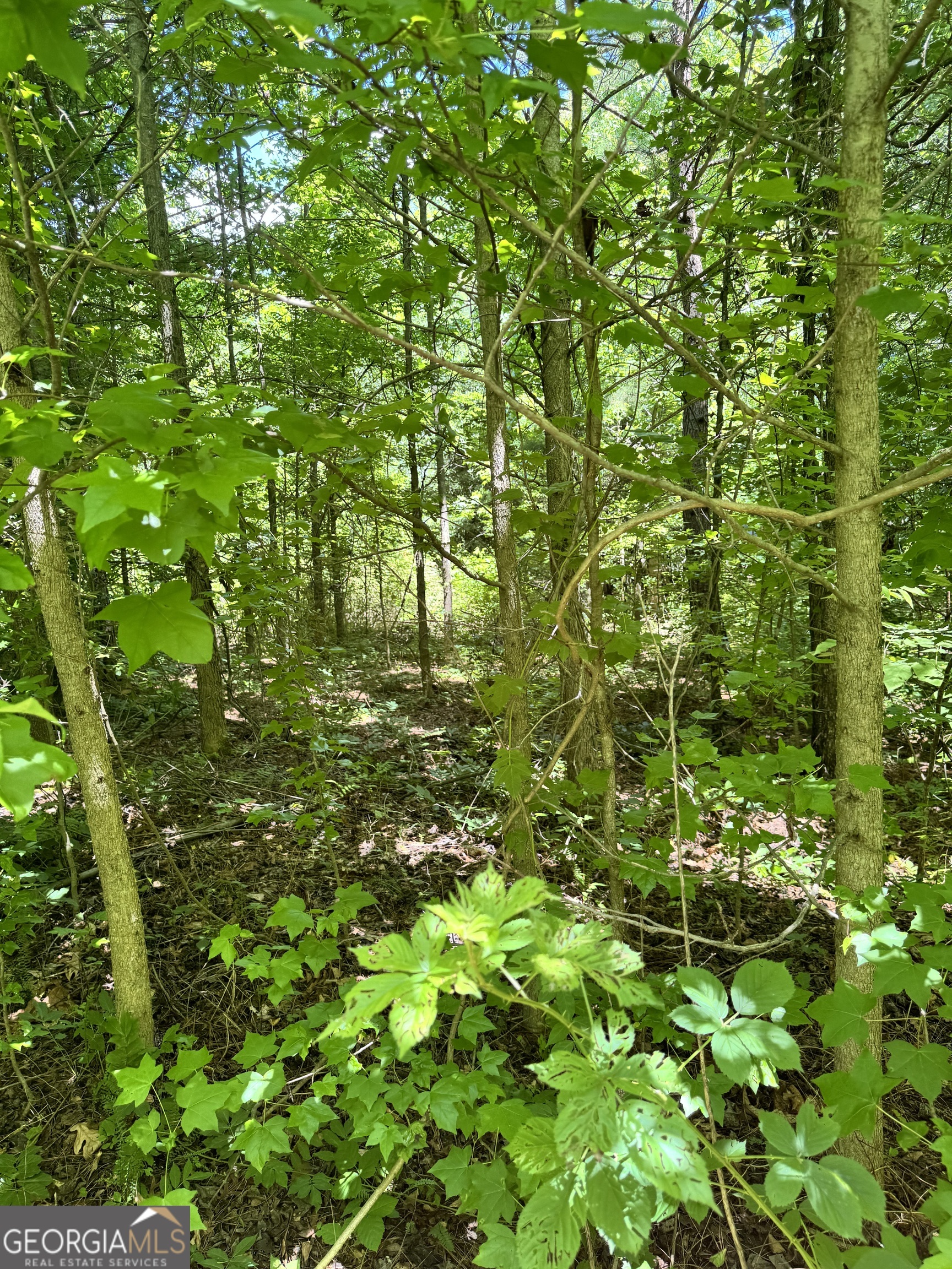 2883 Highway 441 S Property Photo 8