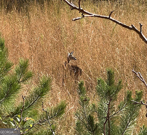 0 Squirrel Hunting Road Property Photo 6