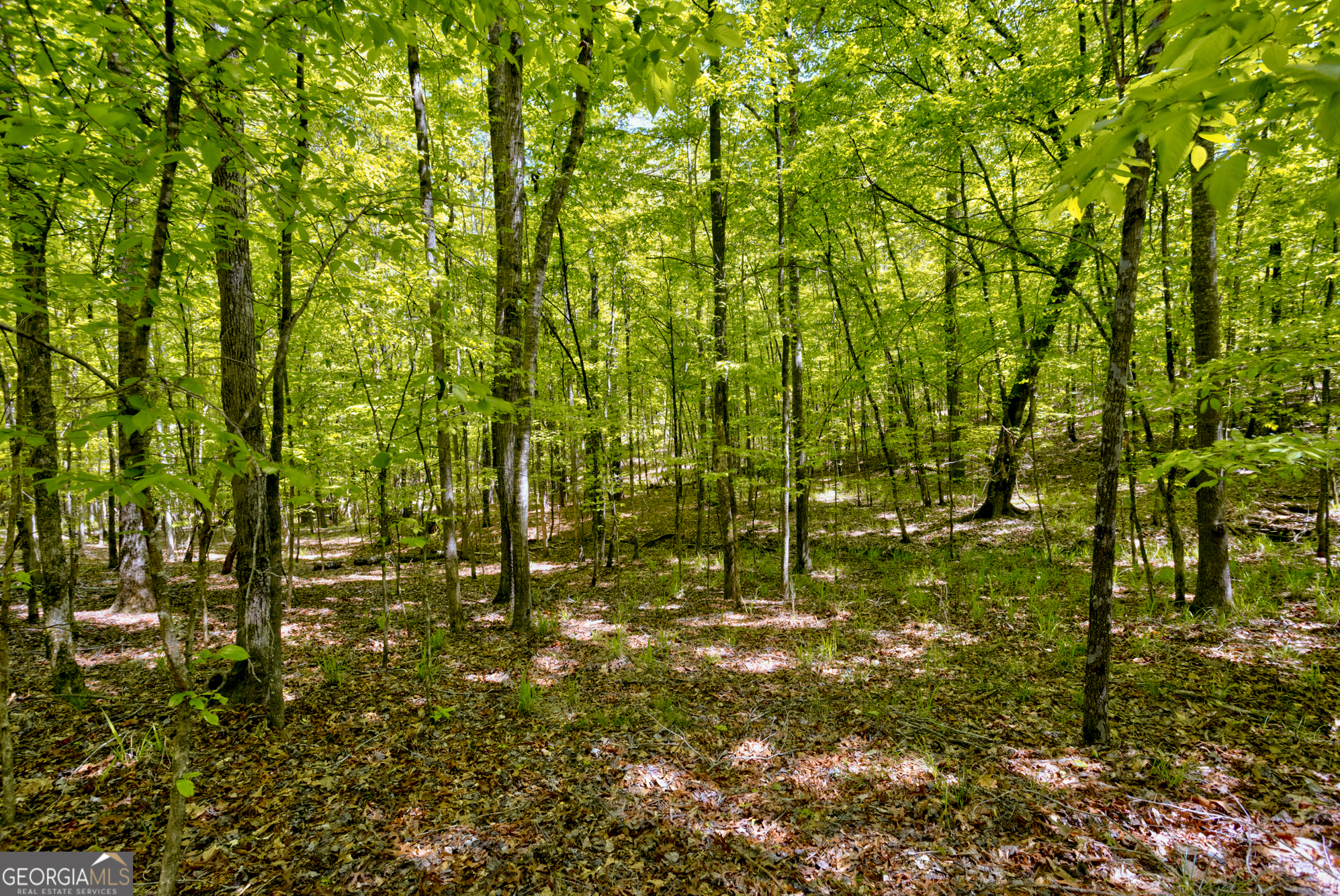 98 Acres +/- George Smith Property Photo 1