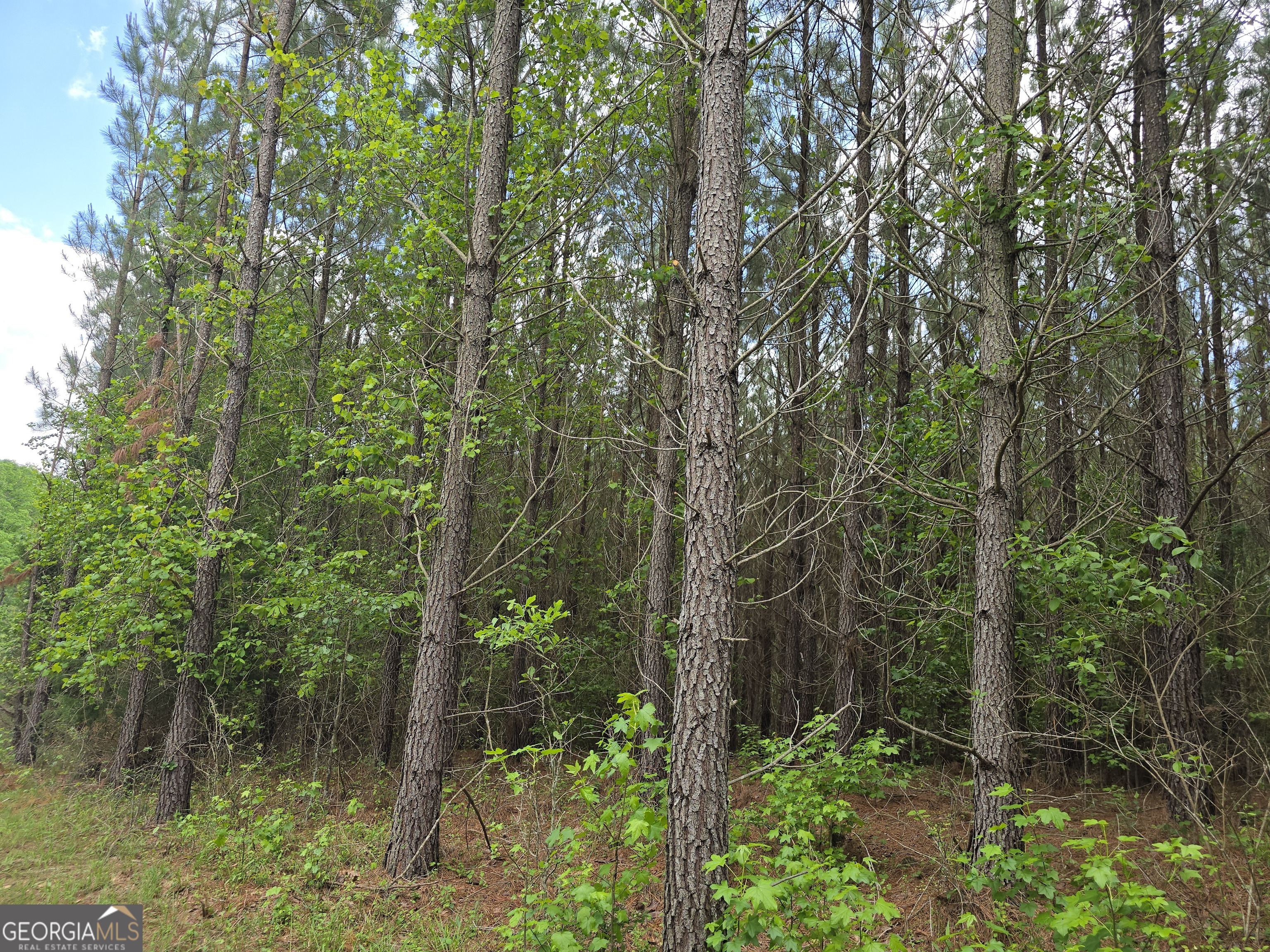 0 Davis Lake Road Property Photo 11