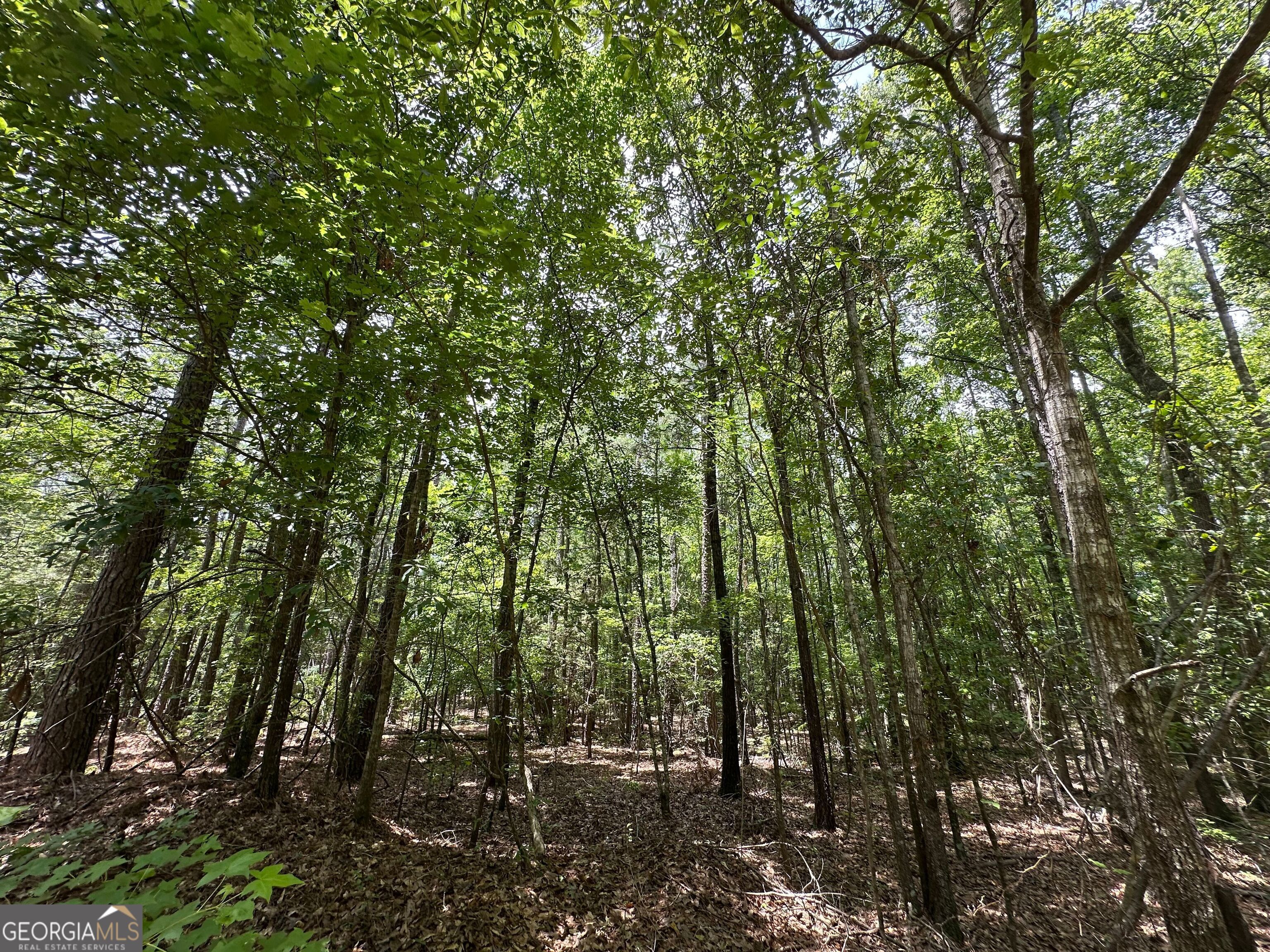 9.82 +/- Acres Springfield Road Property Photo 1