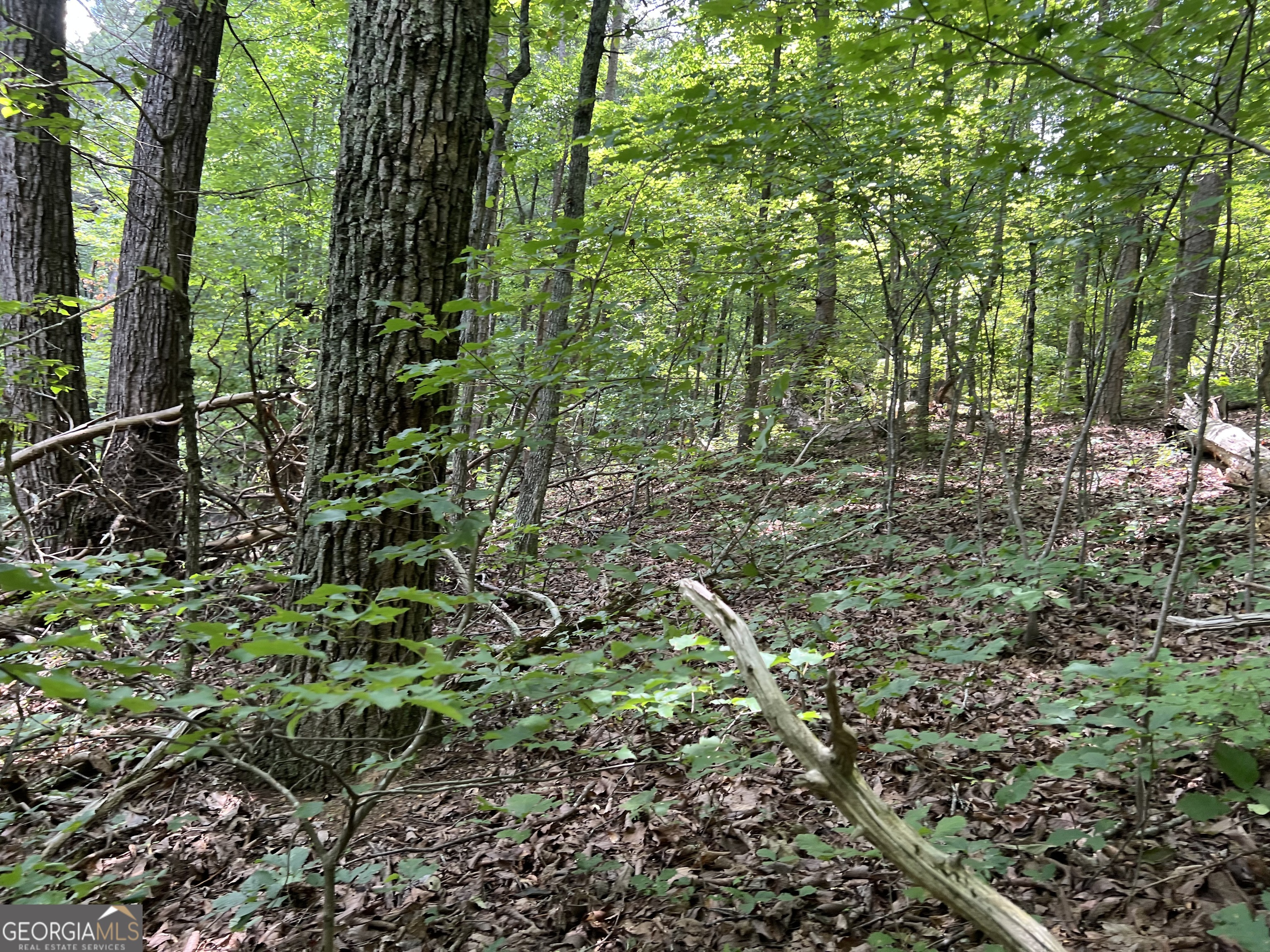 0 Lavender Trail Property Photo 6