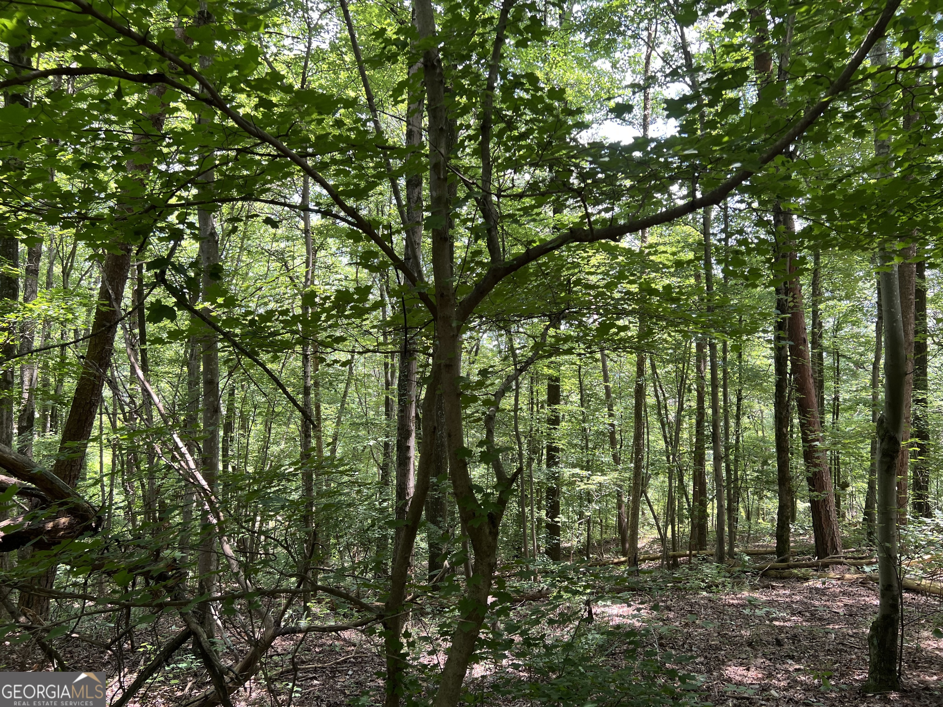 0 Lavender Trail Property Photo 13