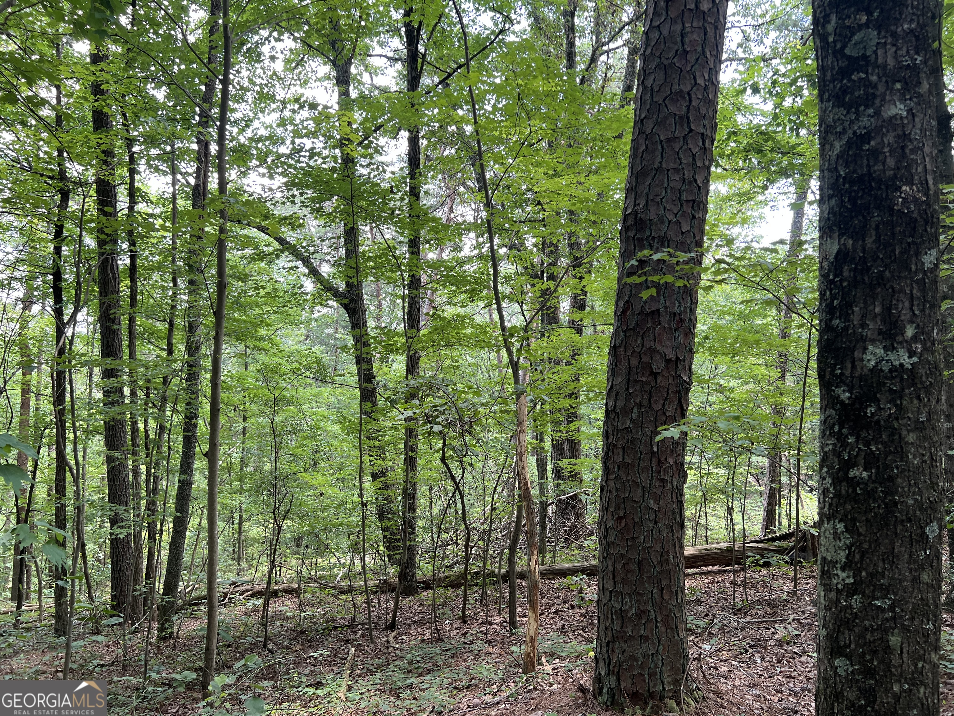 0 Lavender Trail Property Photo 15