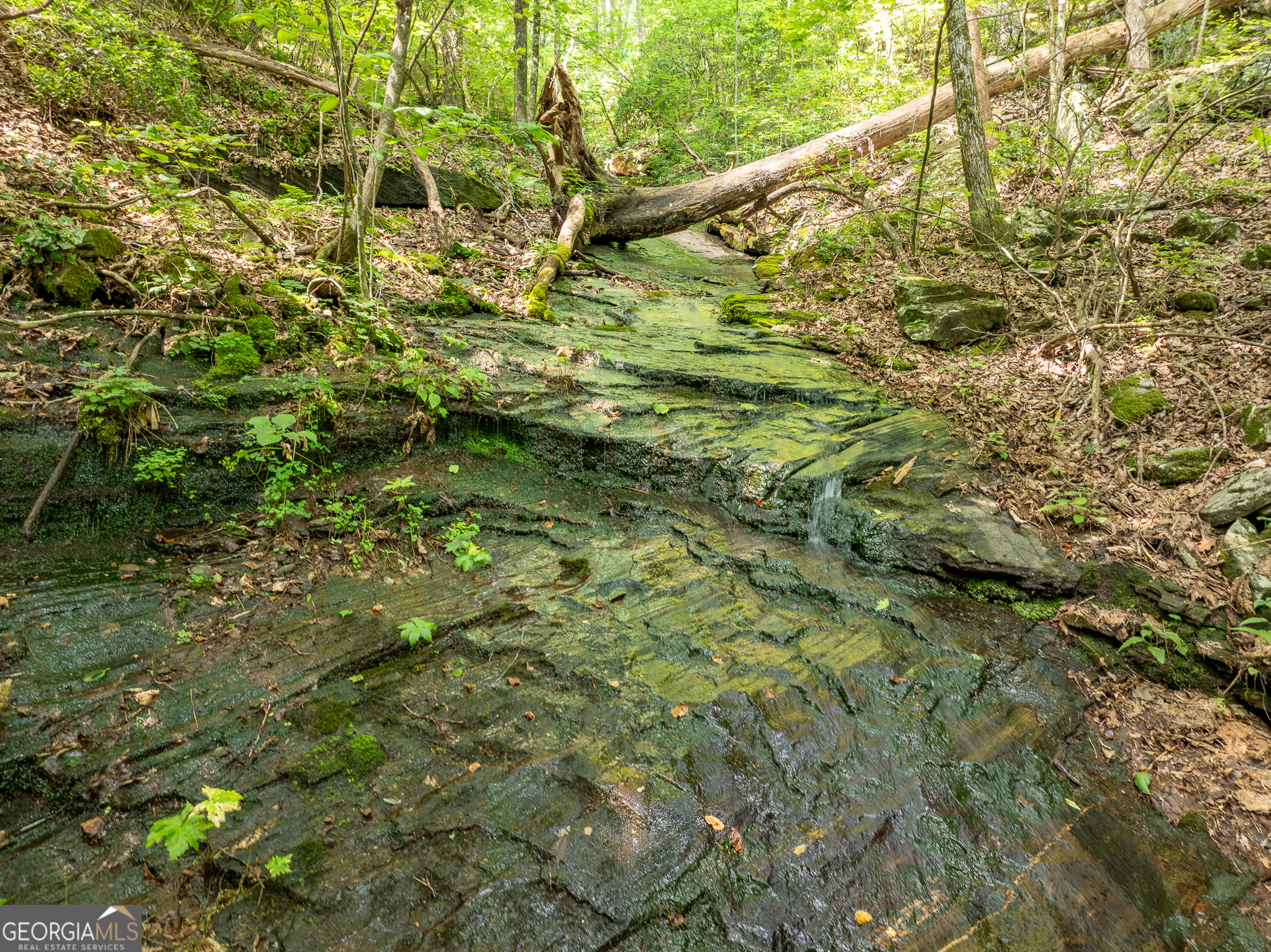 1298 Cold Stream Trail Property Photo 39