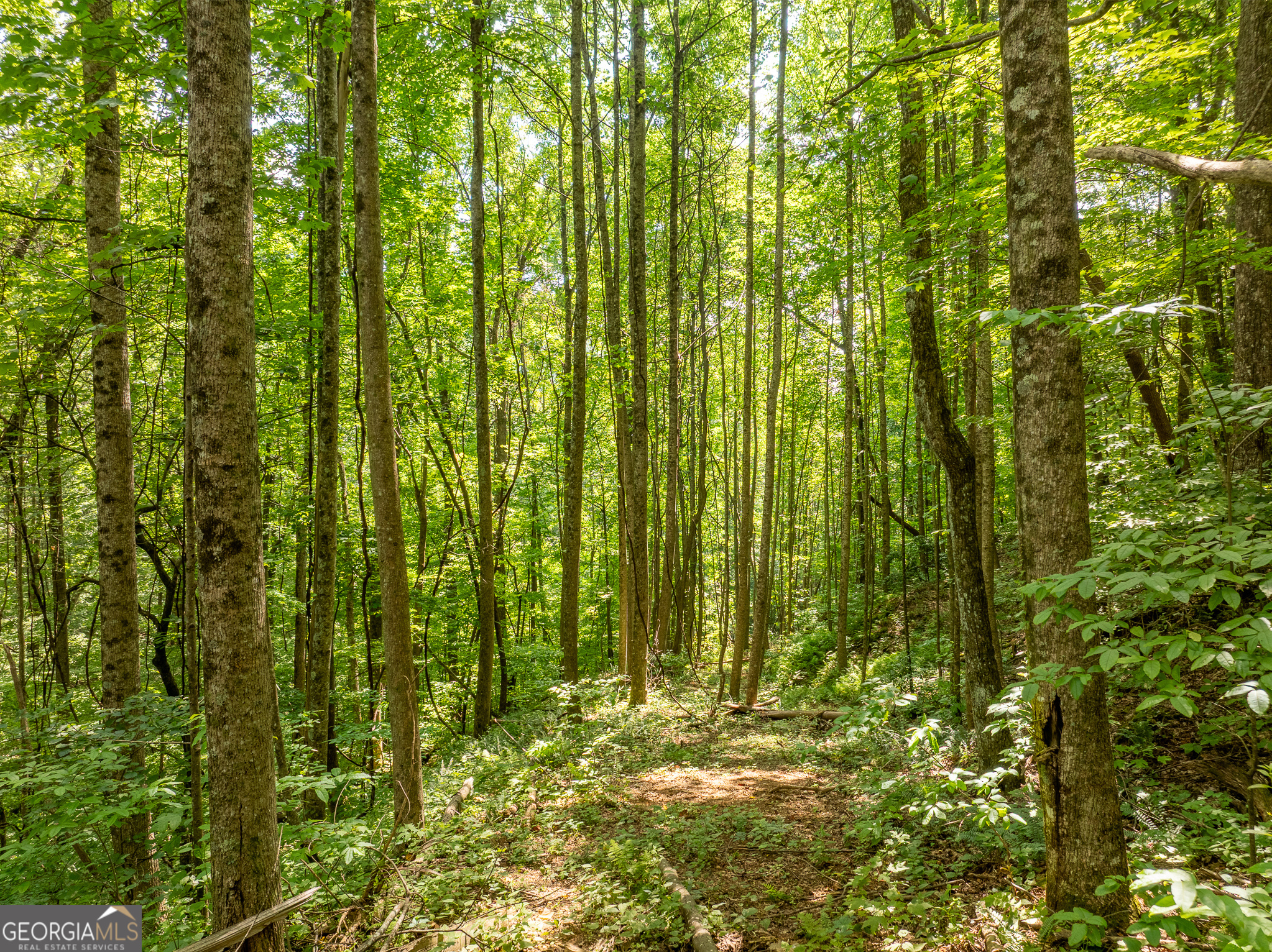 1298 Cold Stream Trail Property Photo 42