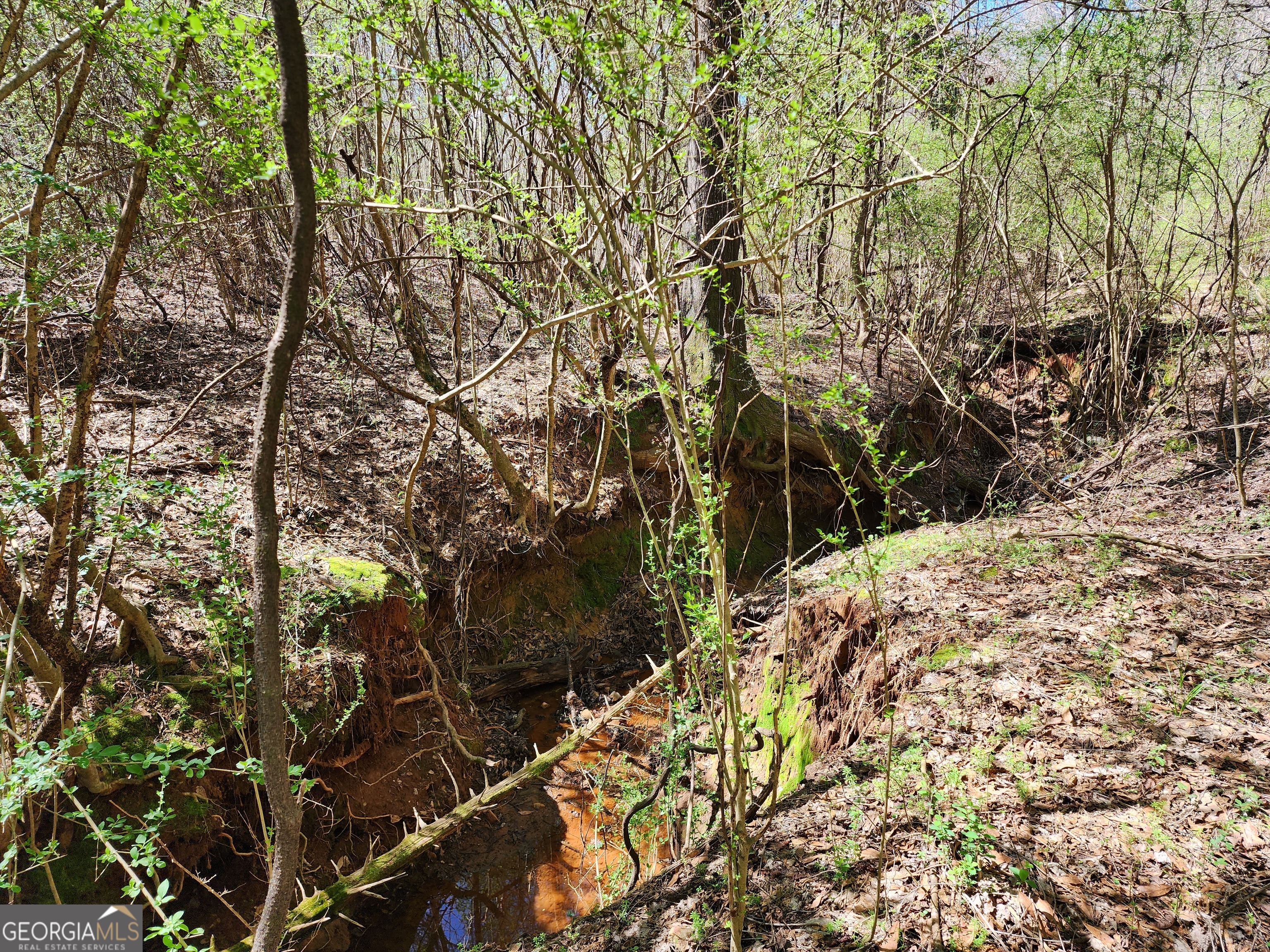 0 Deer Ridge Drive Property Photo 12
