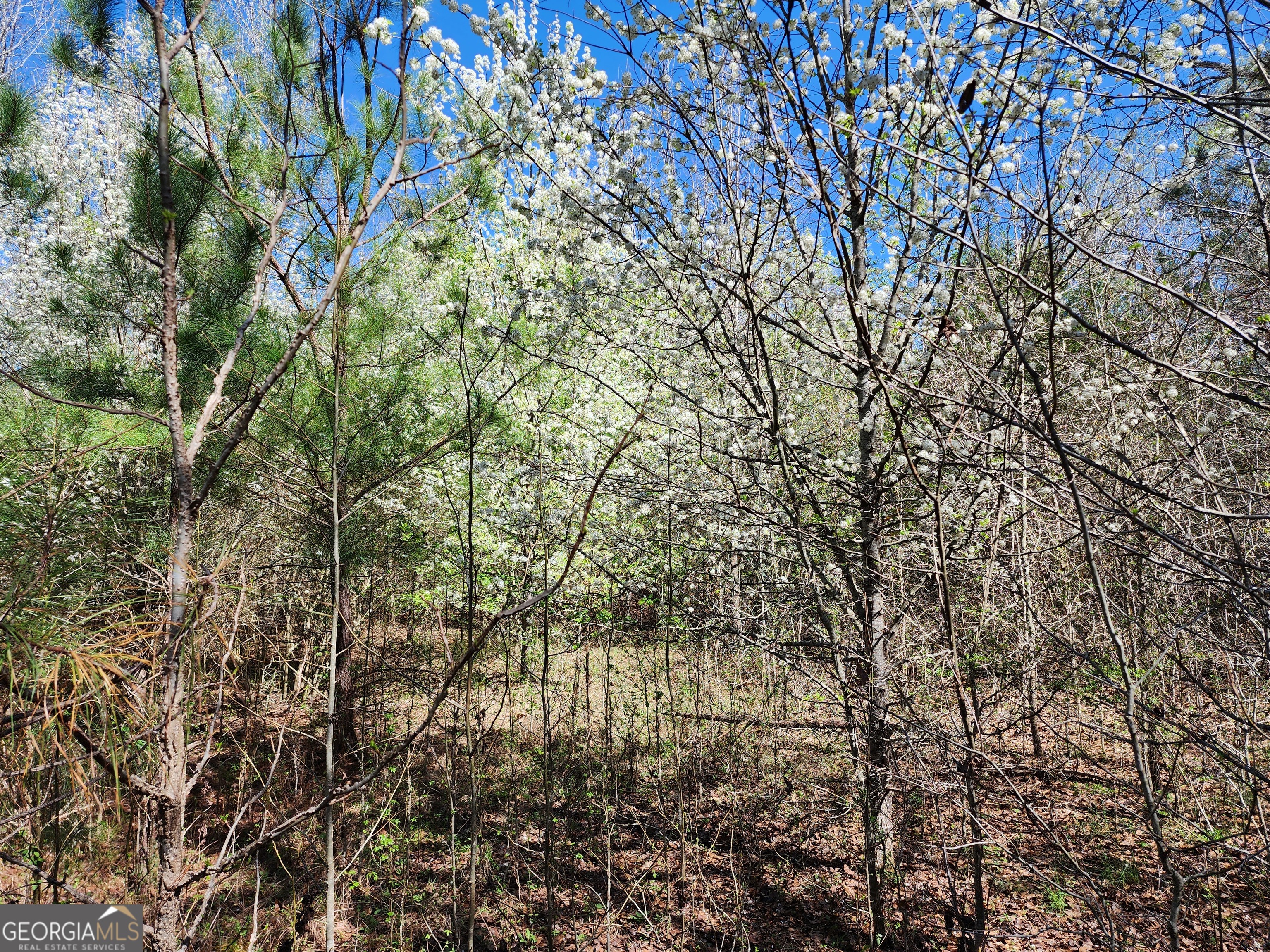 0 Deer Ridge Drive Property Photo 14