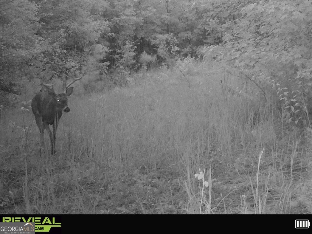 3644-3792 Fortune Hole Road Property Photo 37