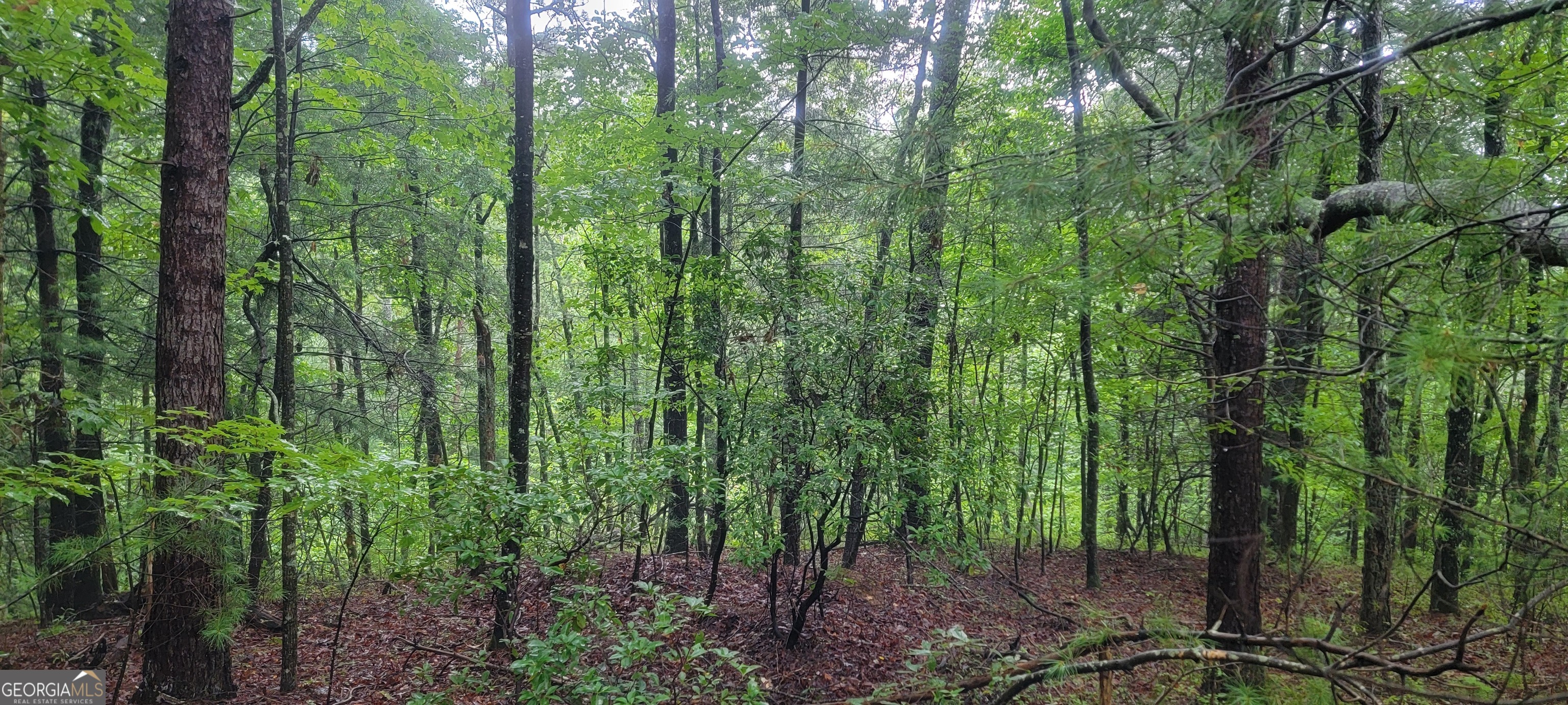 0 Bonanza Lane Property Photo 3