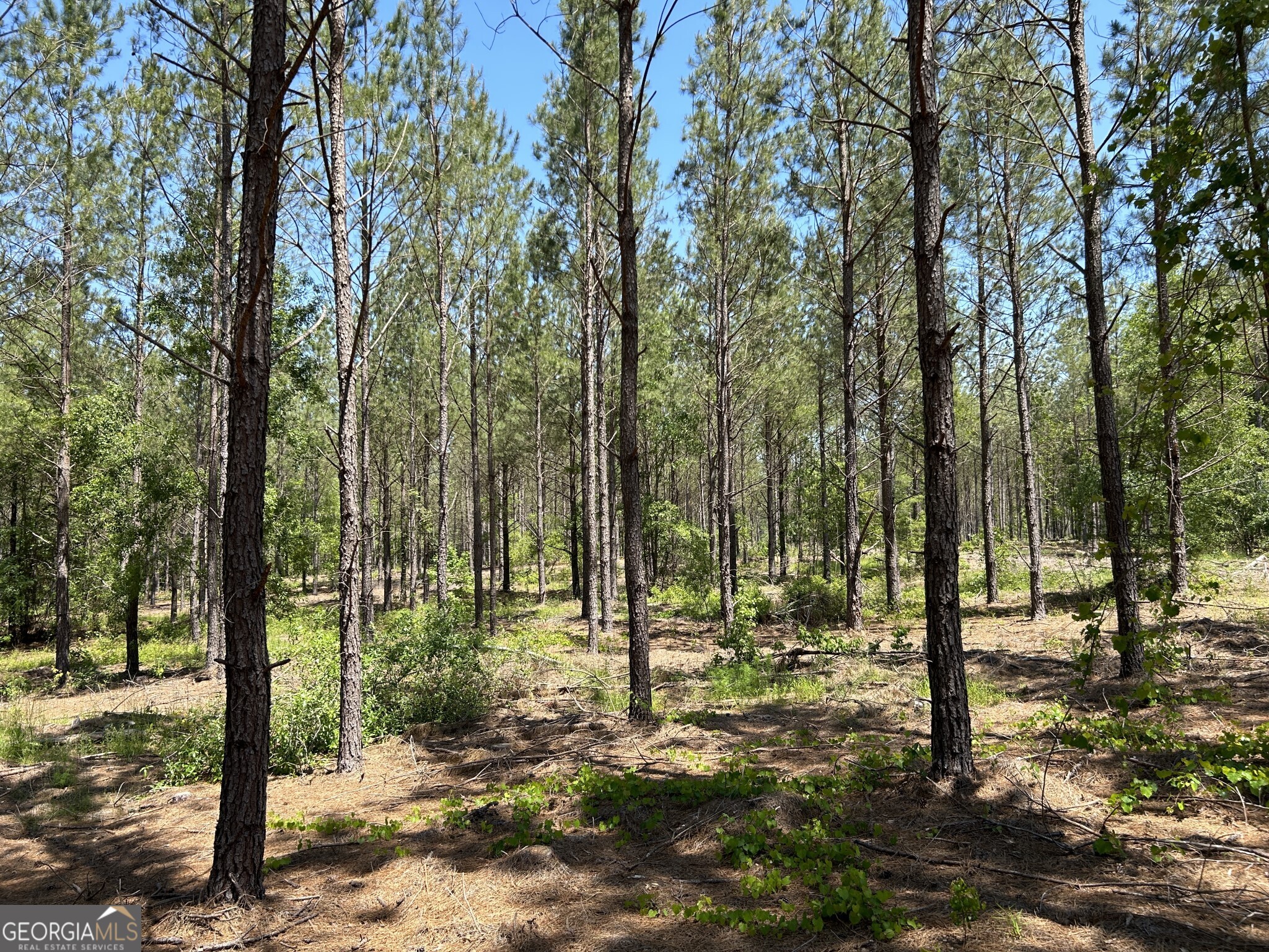 0 Dewey Thomas Road Lot 11 Property Photo 9