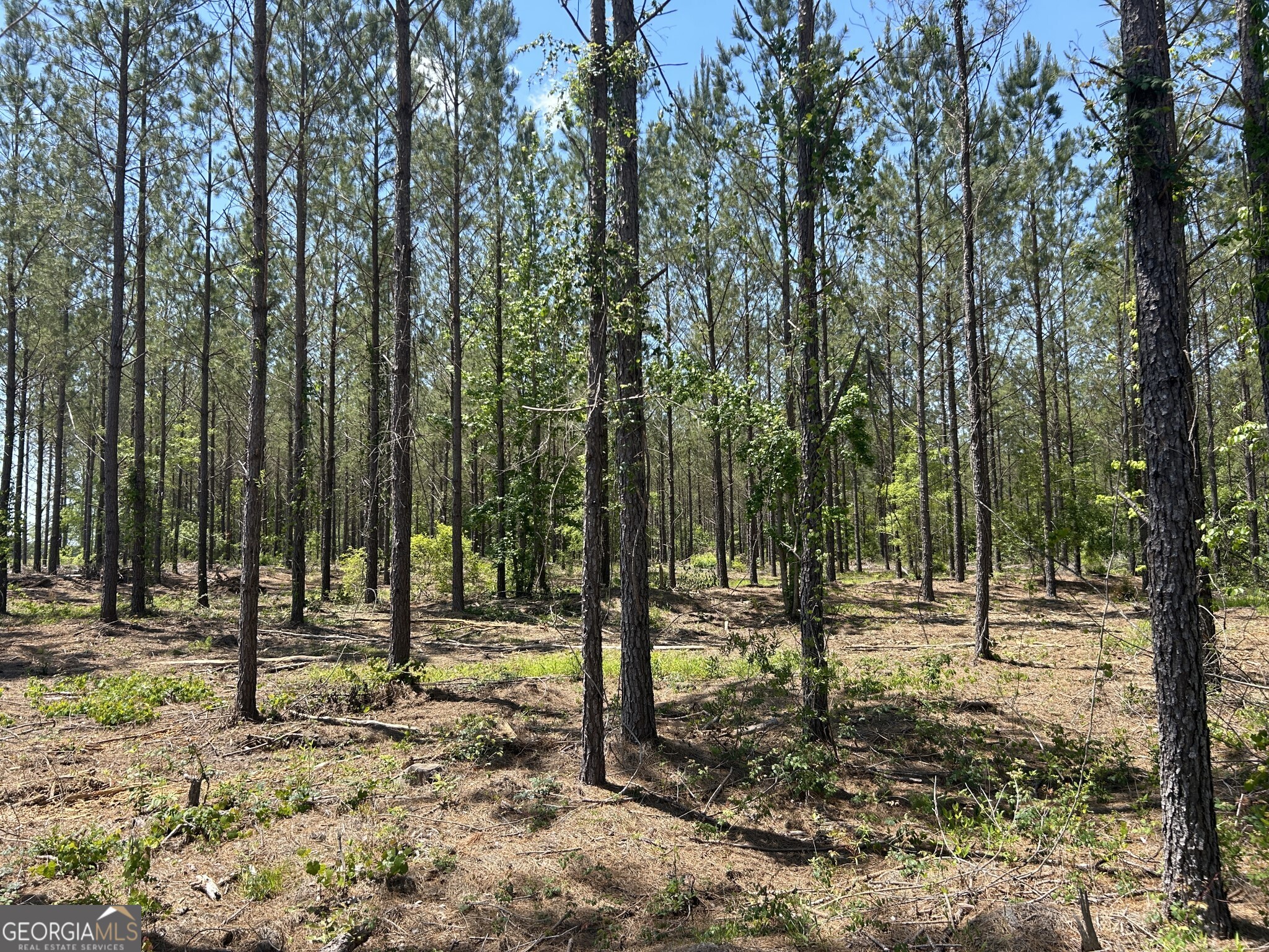 0 Dewey Thomas Road Lot 14 Property Photo 2