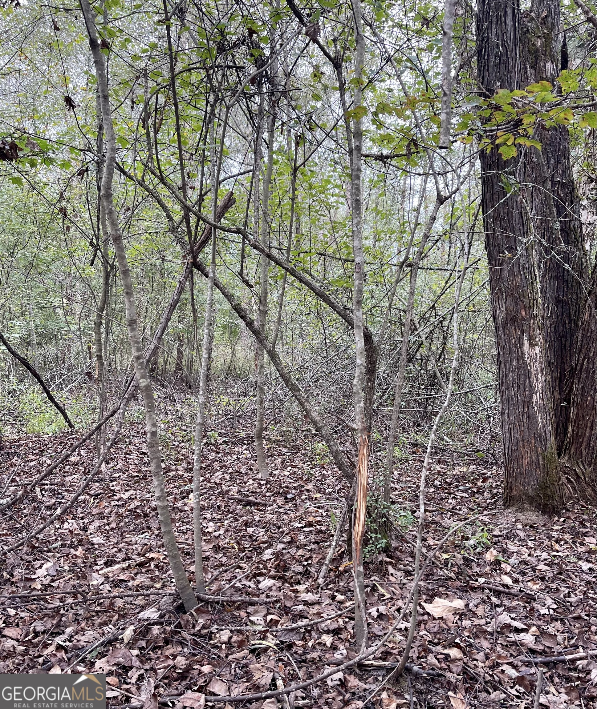 0 Buffalo Creek Road Property Photo 21