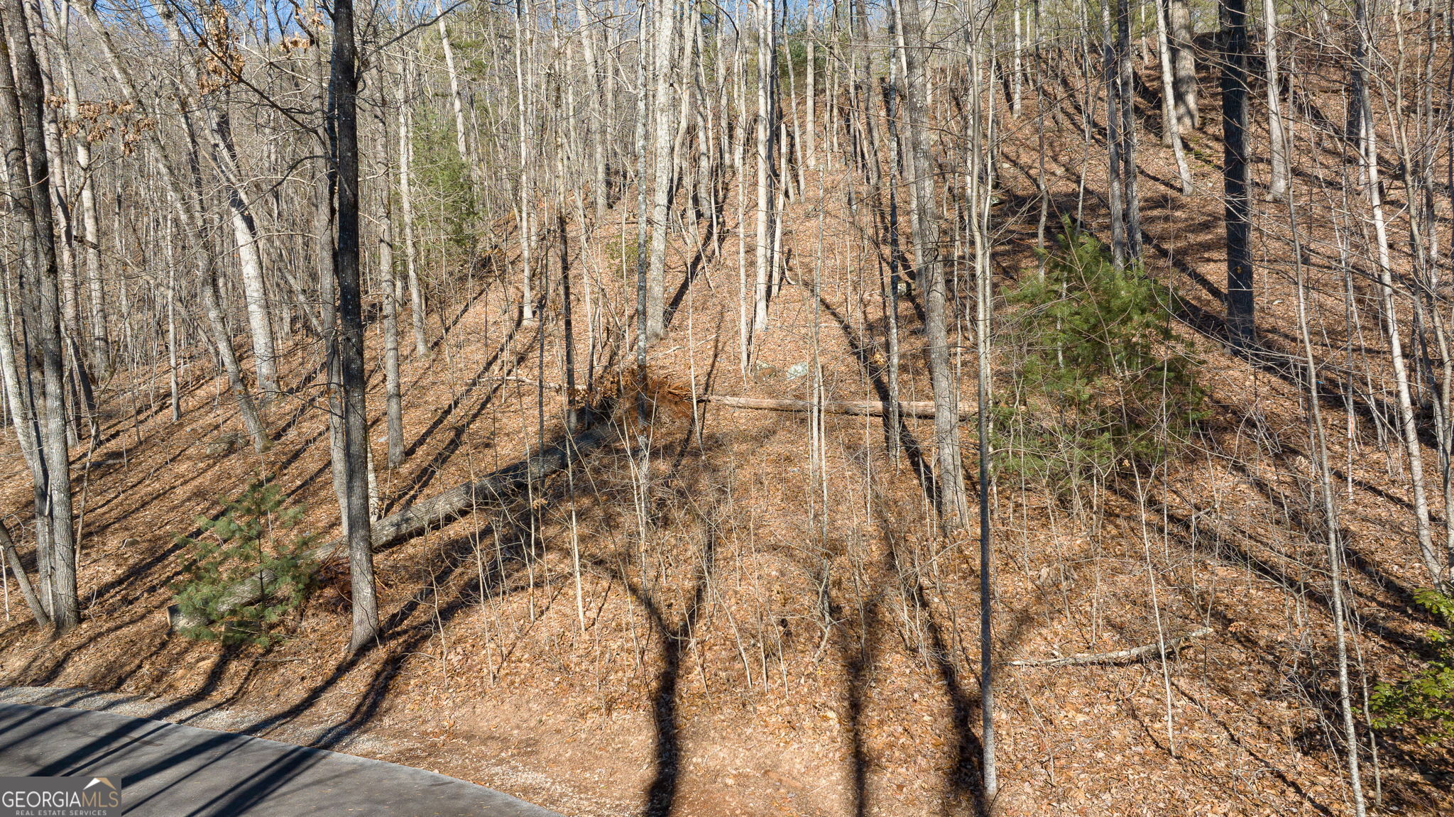 0 Forest Canopy Way # 11 Property Photo 12