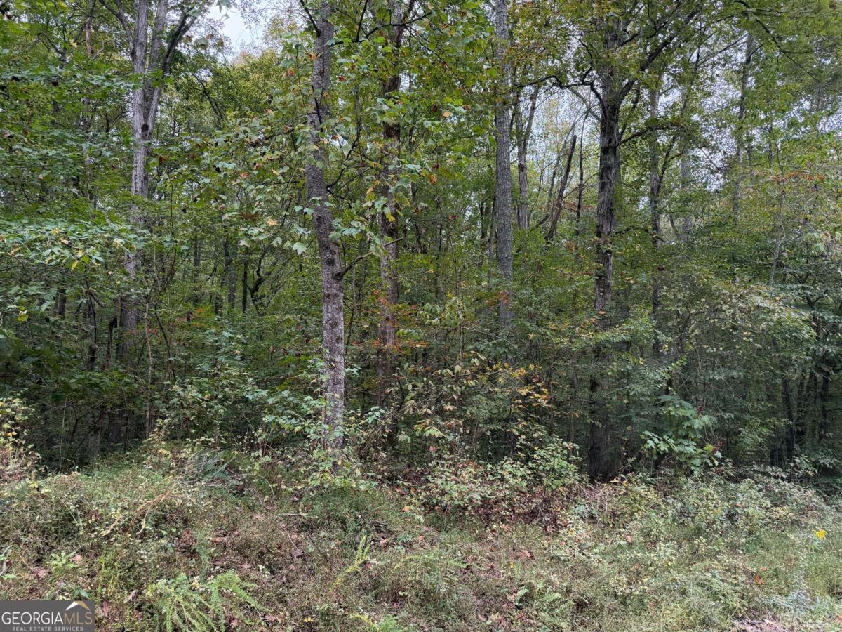 0 County Road 60 Property Photo 16