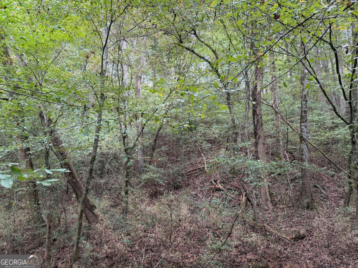 0 County Road 60 Property Photo 17
