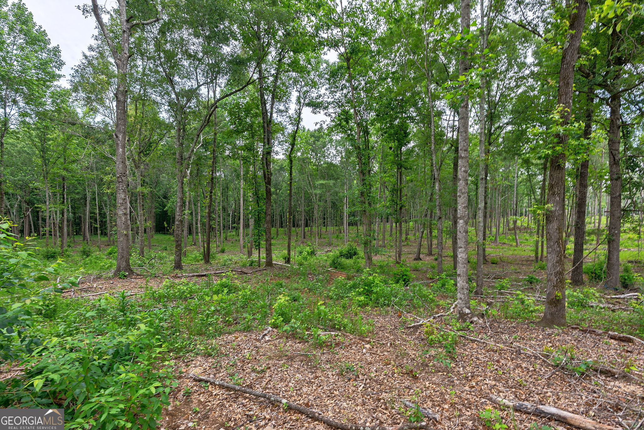 0 Wilson Lane Property Photo 8