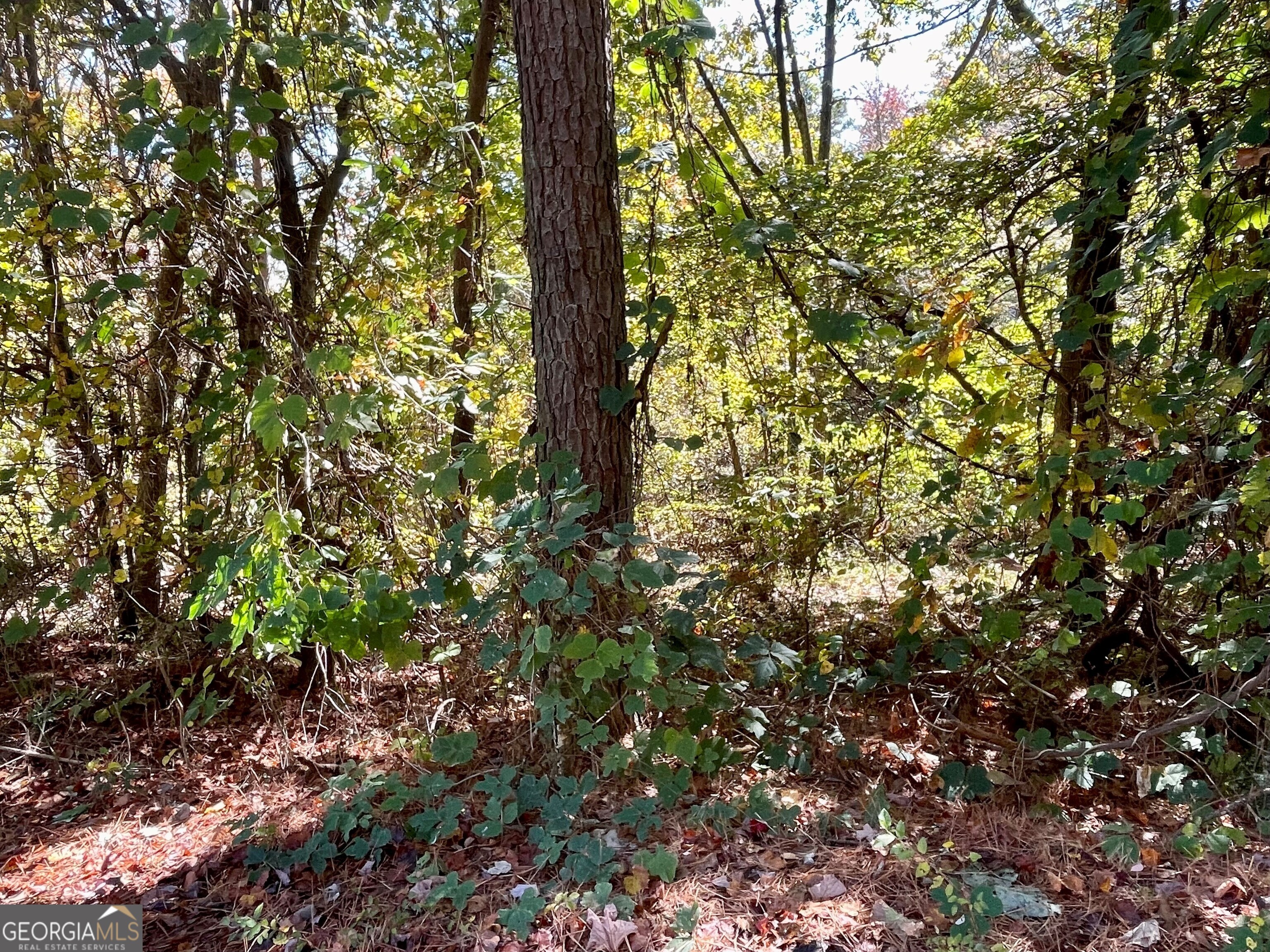0 Lavender Trail Property Photo 3