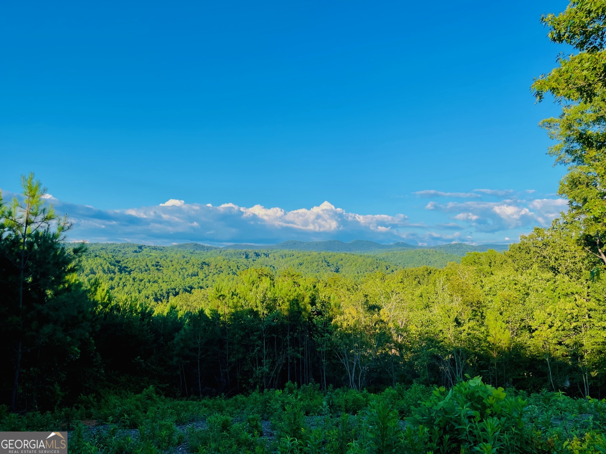 655 Lookout Valley Trail Property Photo 5