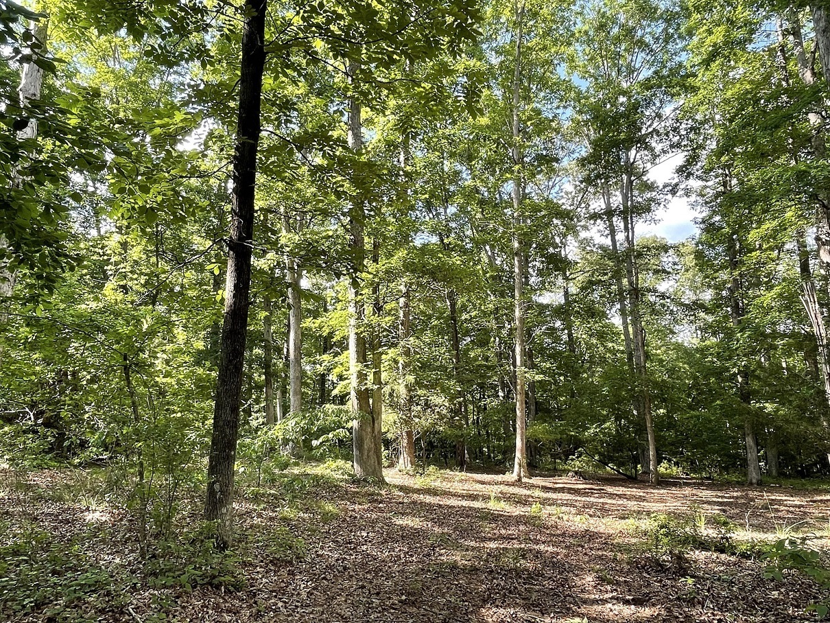 0 Stinchcomb Road Property Photo 11