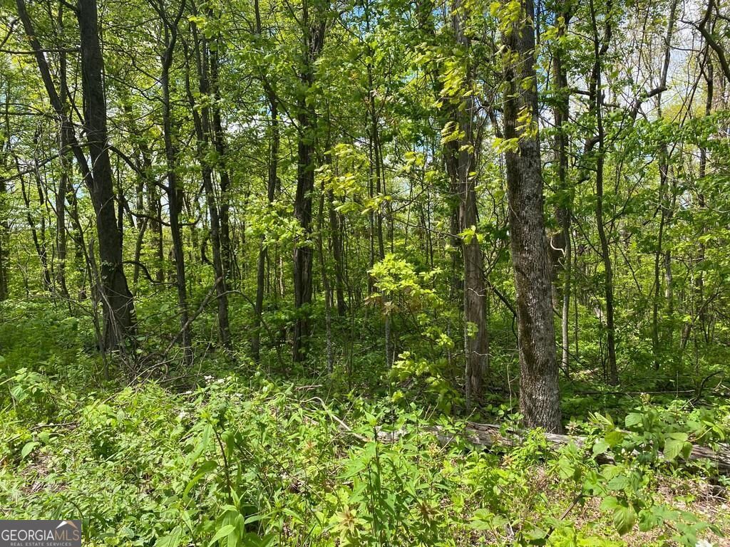 0 Burnt Mountain Cove Road Property Photo 5
