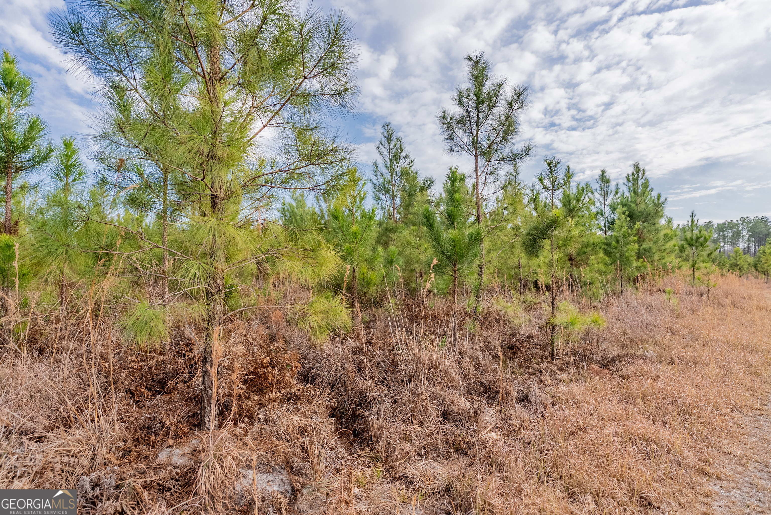 Tract 3 Reddish Road Property Photo 36