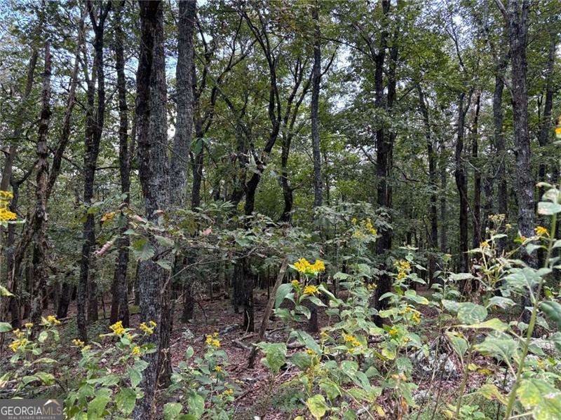 0 Little Hendricks Mountain Property Photo 2