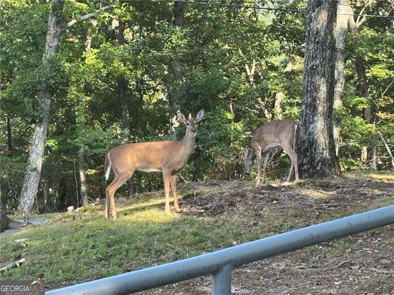 0 Little Hendricks Mountain Property Photo 19