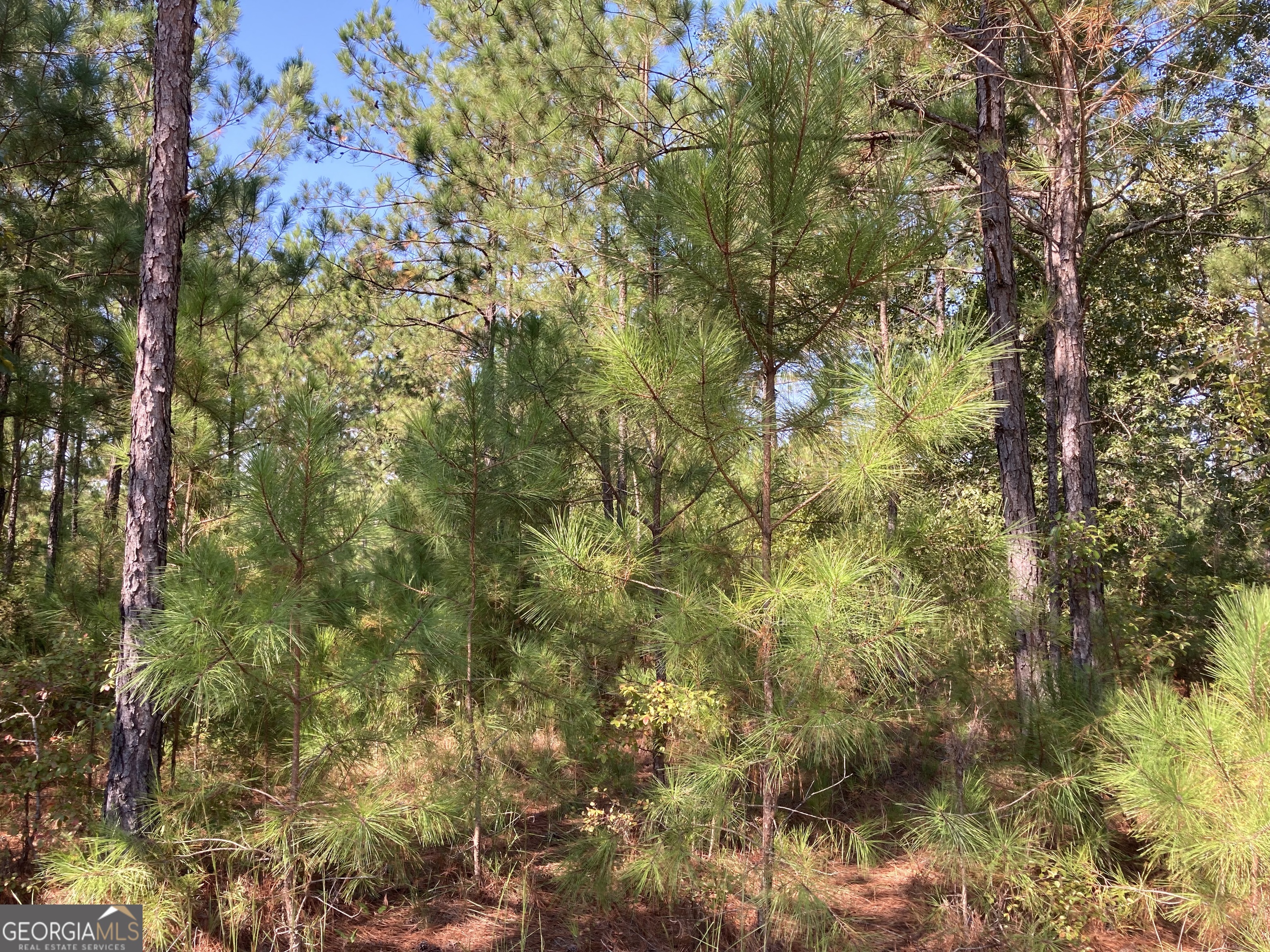 0 Firetower Road Property Photo 12