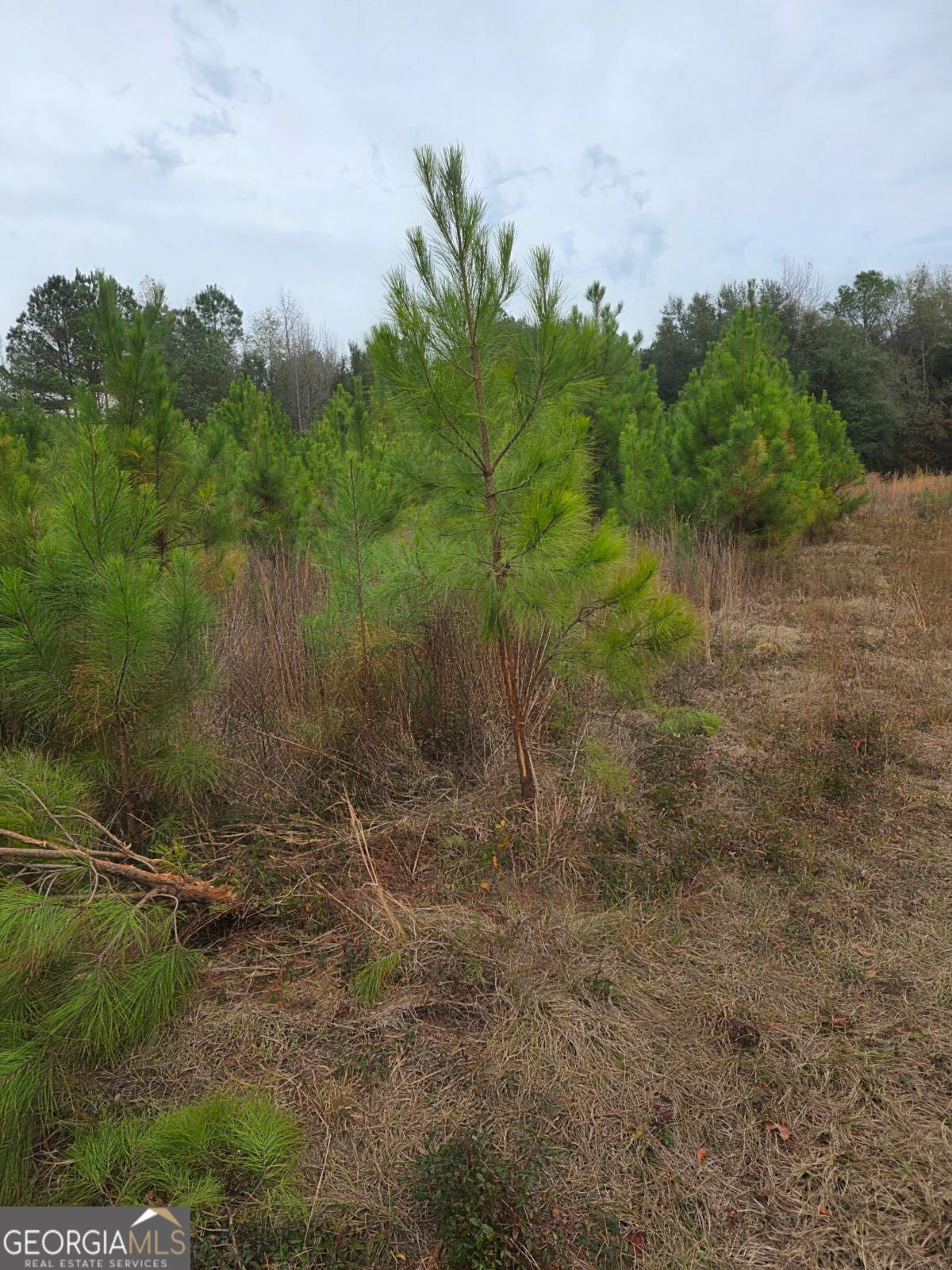 861 Brinson Road Property Photo 4