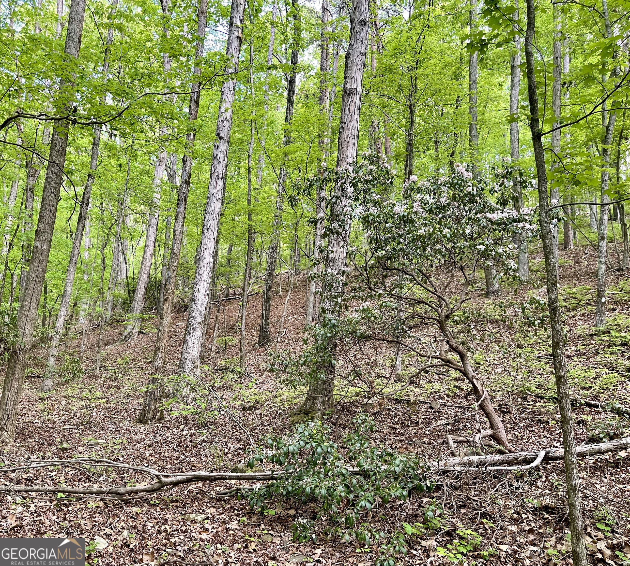 0 Everett Springs Road Property Photo 12